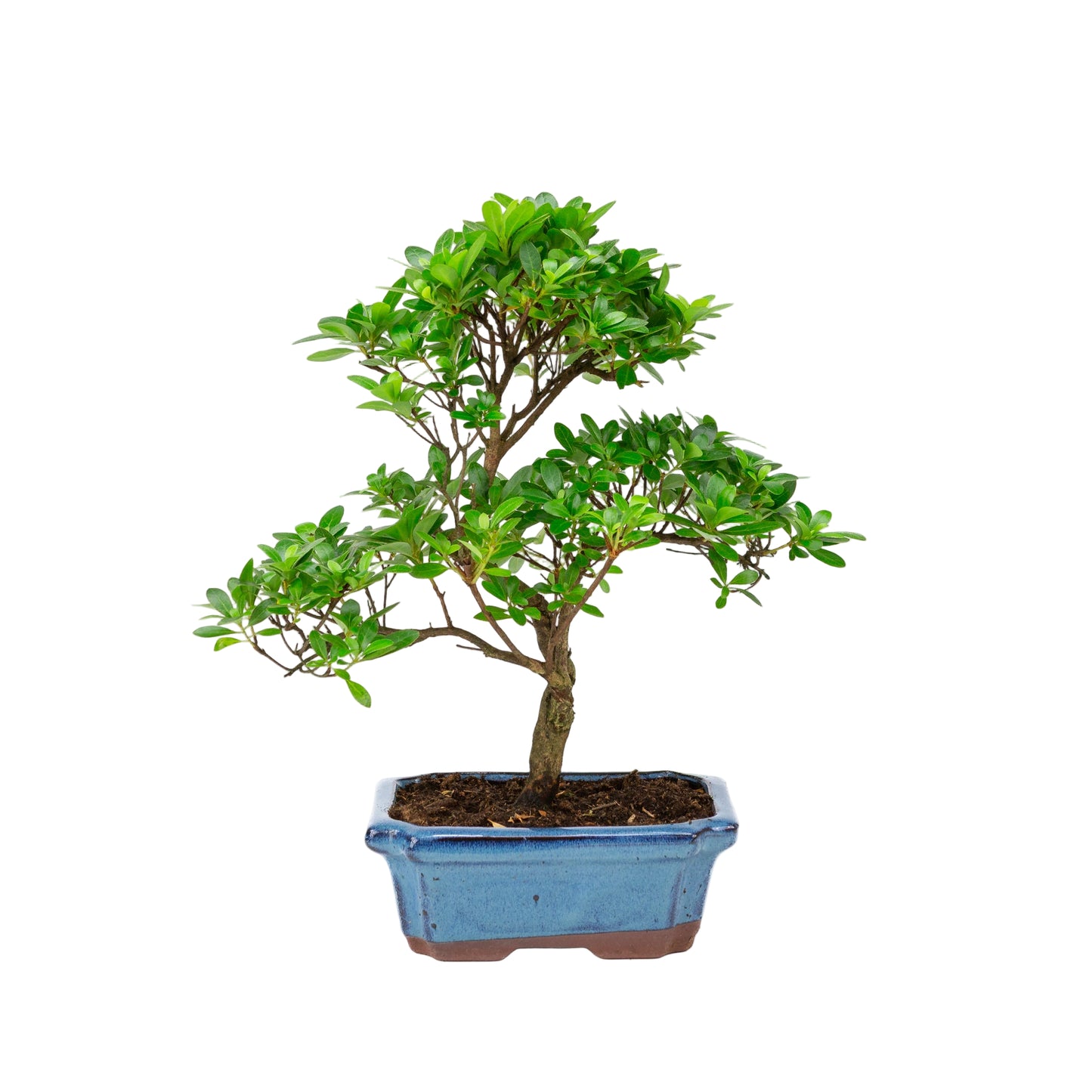 Rhododendron indicum en forme de S, pot bleu 18 cm, hauteur ~36 cm