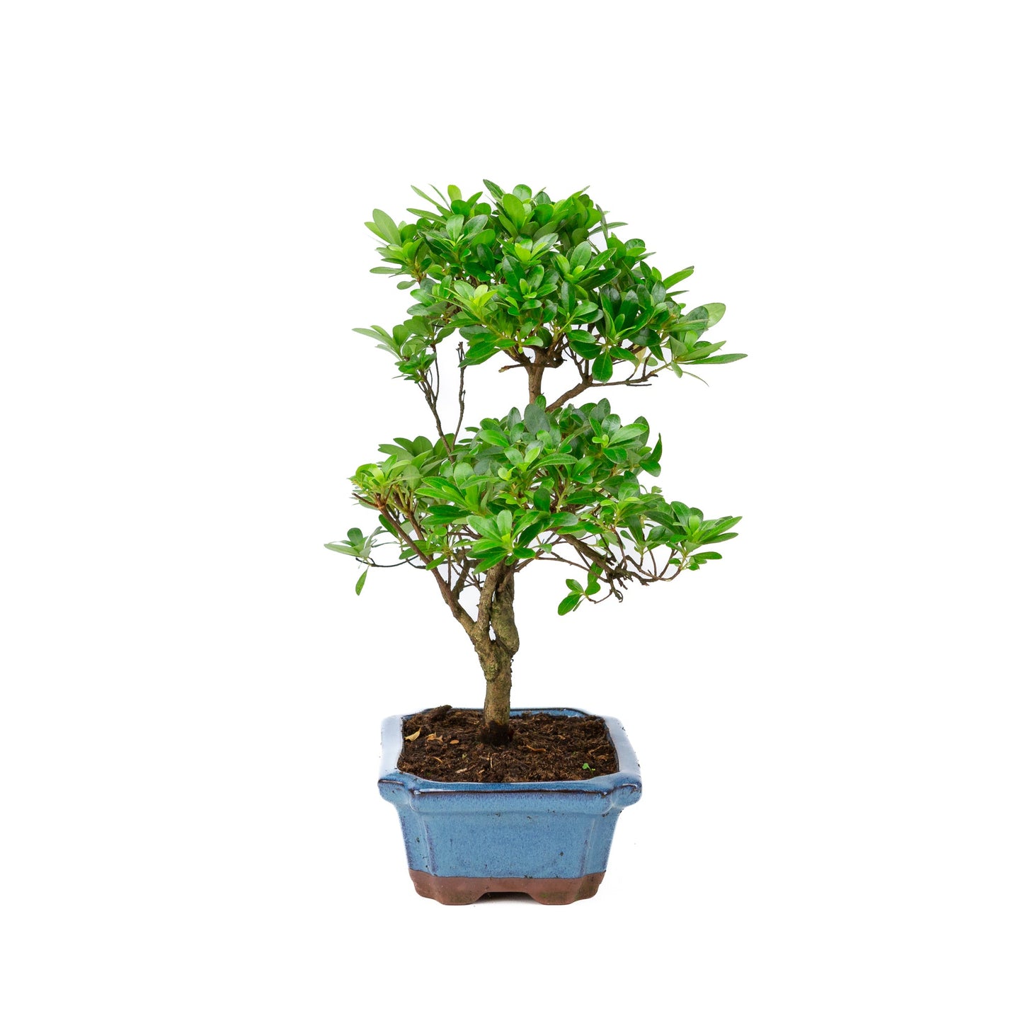 Rhododendron indicum pot bleu en forme de S 18 cm, hauteur ~36 cm