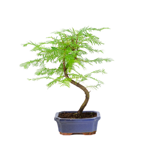 Metasequoia glyptostroboides pot 15 cm, hauteur ~35 cm