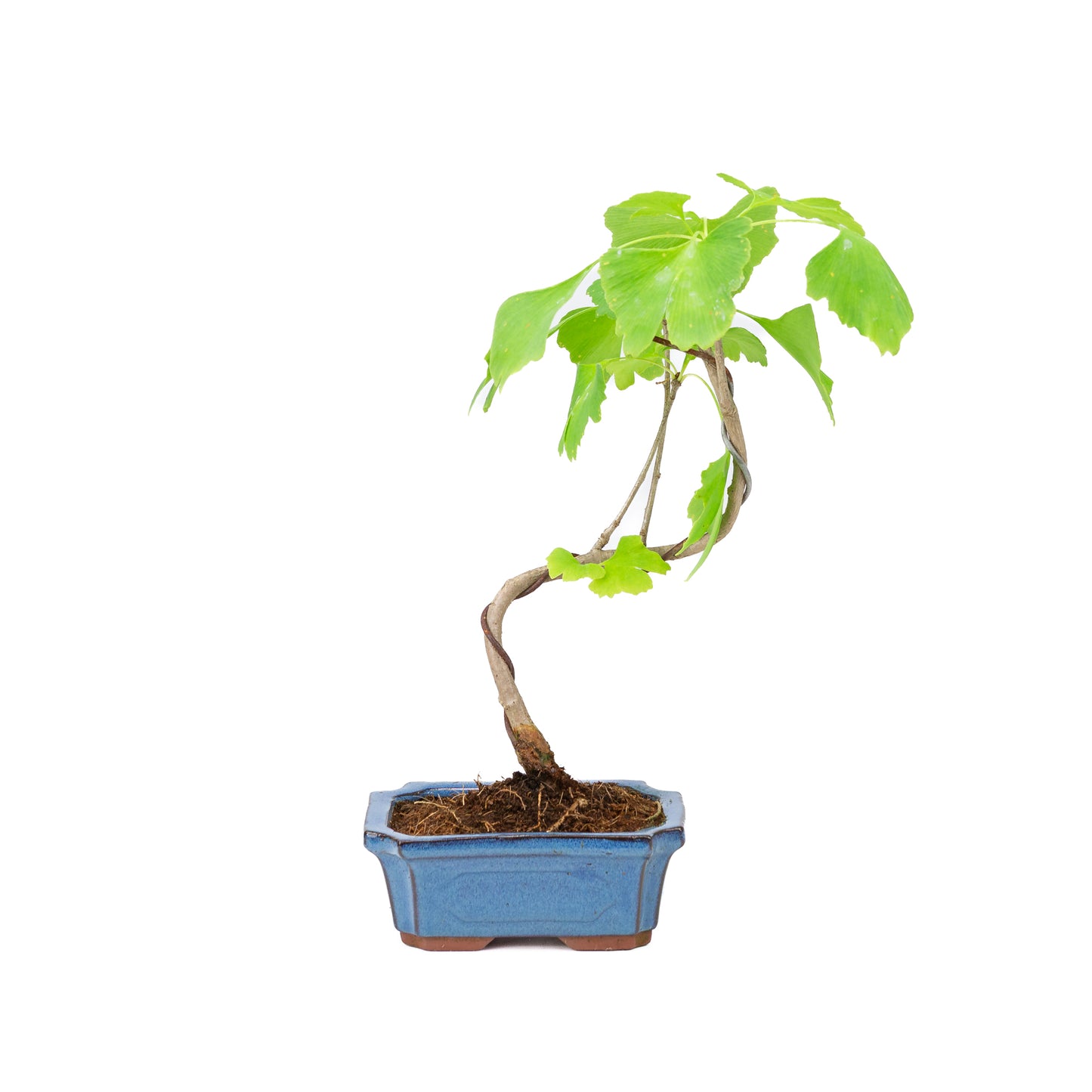Bonsaï Ginkgo biloba pot rectangulaire bleu 20 cm, hauteur 35 cm