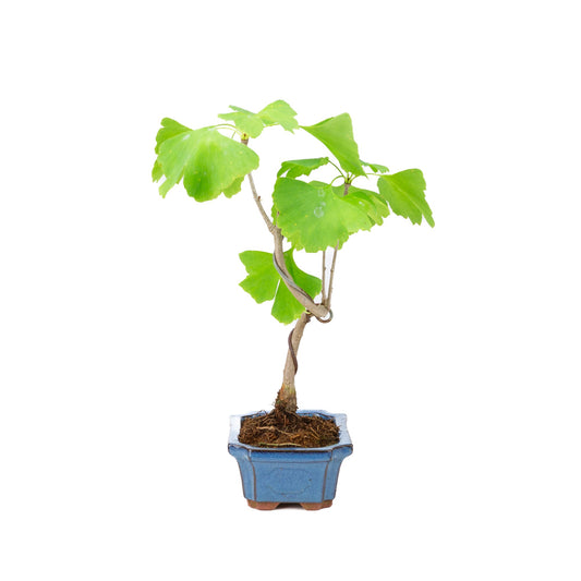 Ginkgo biloba pot rectangulaire bleu 15 cm, hauteur ~32 cm