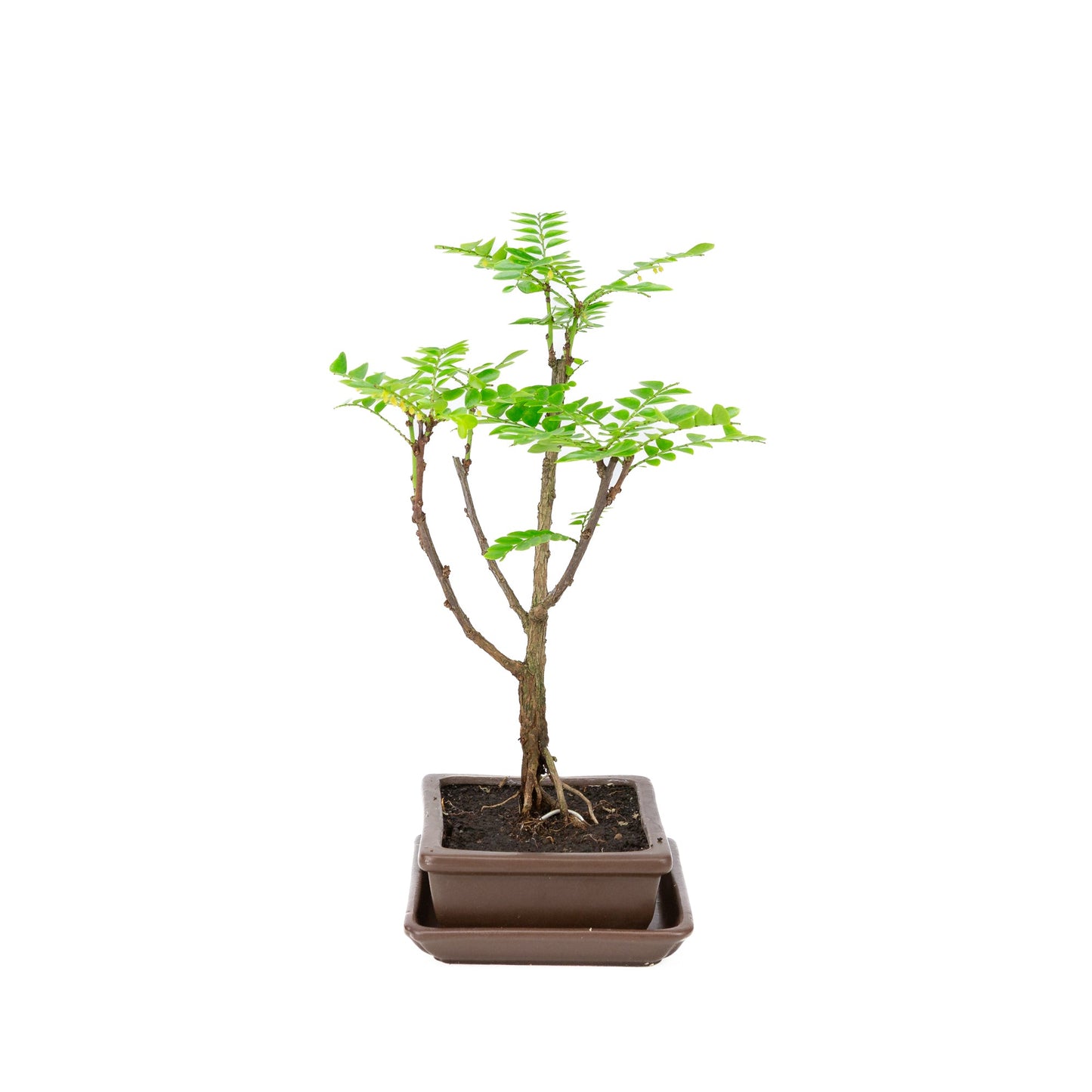 Phyllanthus buxifolius Bonsaï dans un pot brun 15,5 cm, hauteur ~33 cm