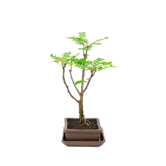 Phyllanthus buxifolius Bonsaï dans un pot brun 15,5 cm, hauteur ~33 cm
