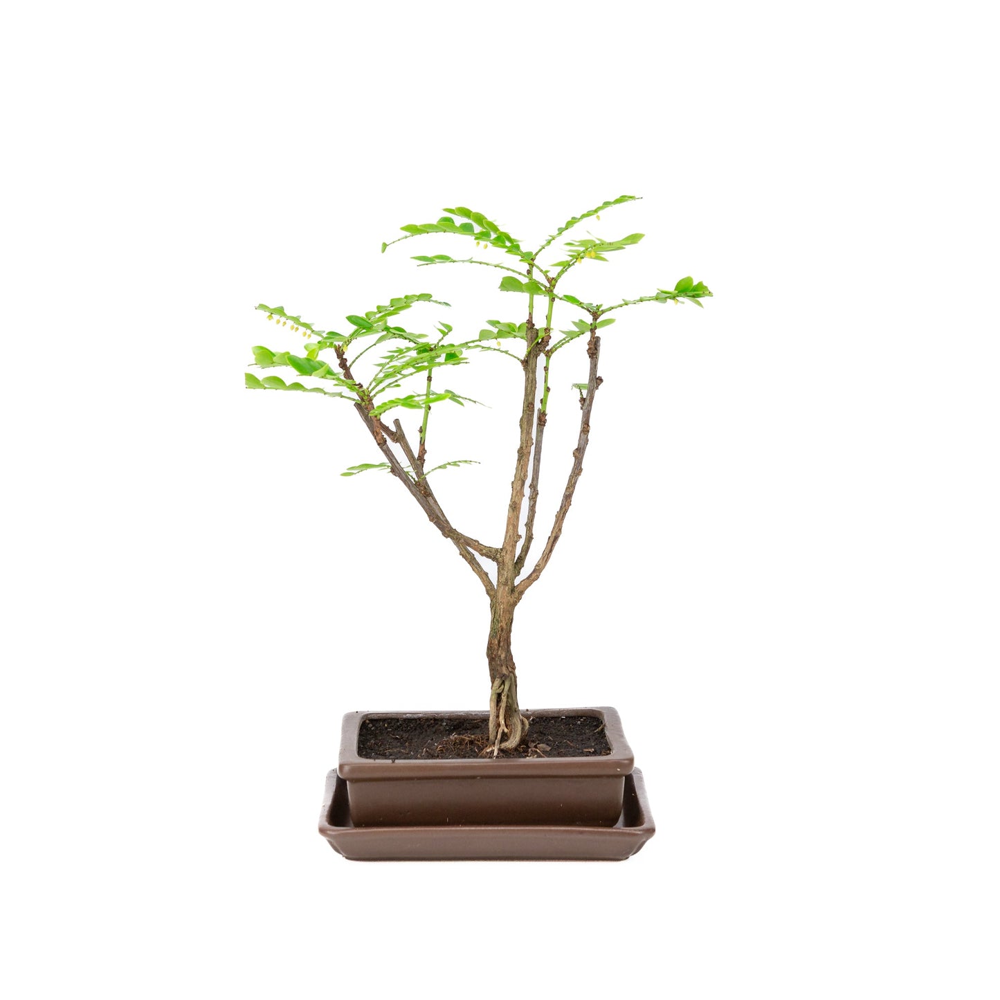 Phyllanthus buxifolius Bonsaï dans un pot brun 15,5 cm, hauteur ~33 cm