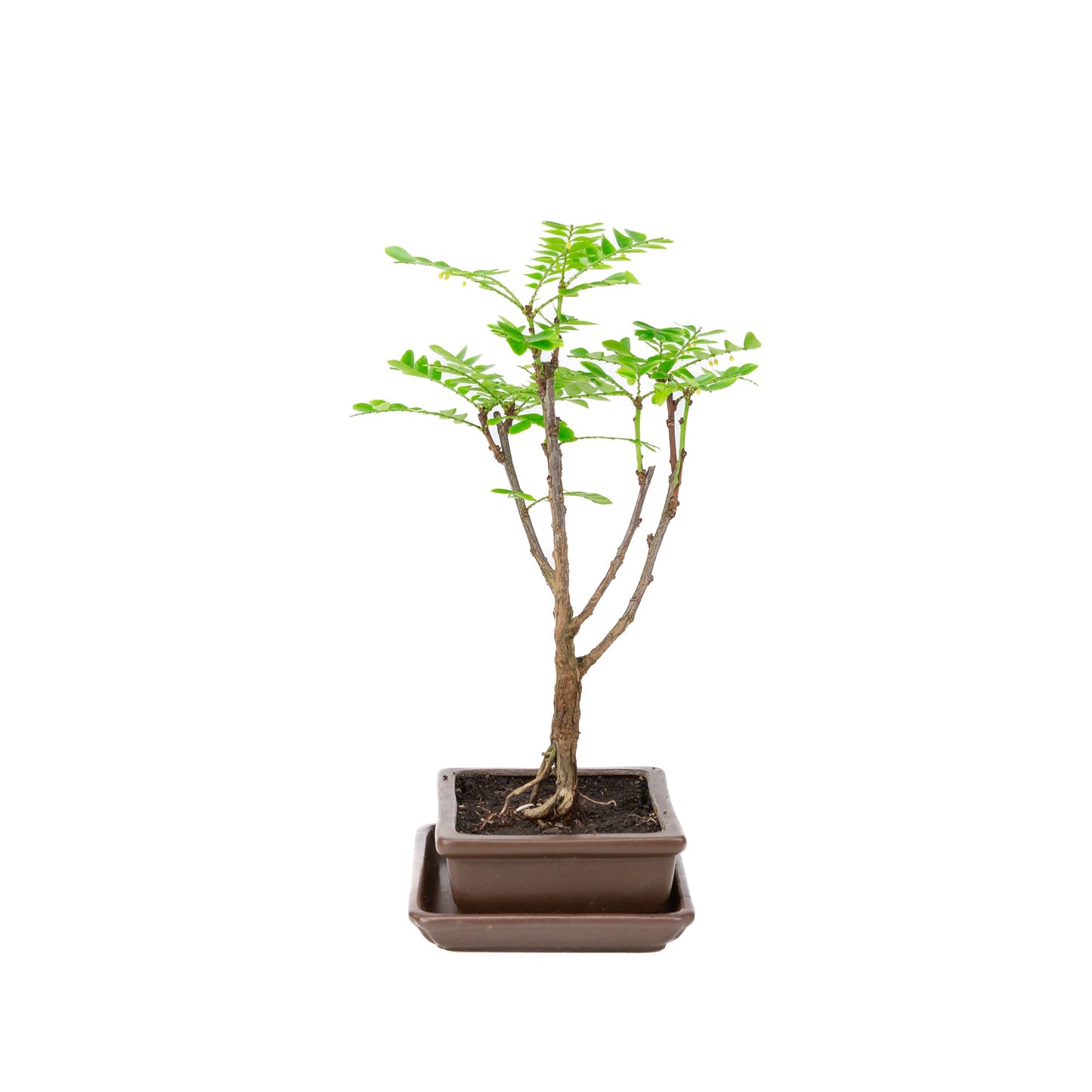 Phyllanthus buxifolius Bonsaï dans un pot brun 15,5 cm, hauteur ~33 cm
