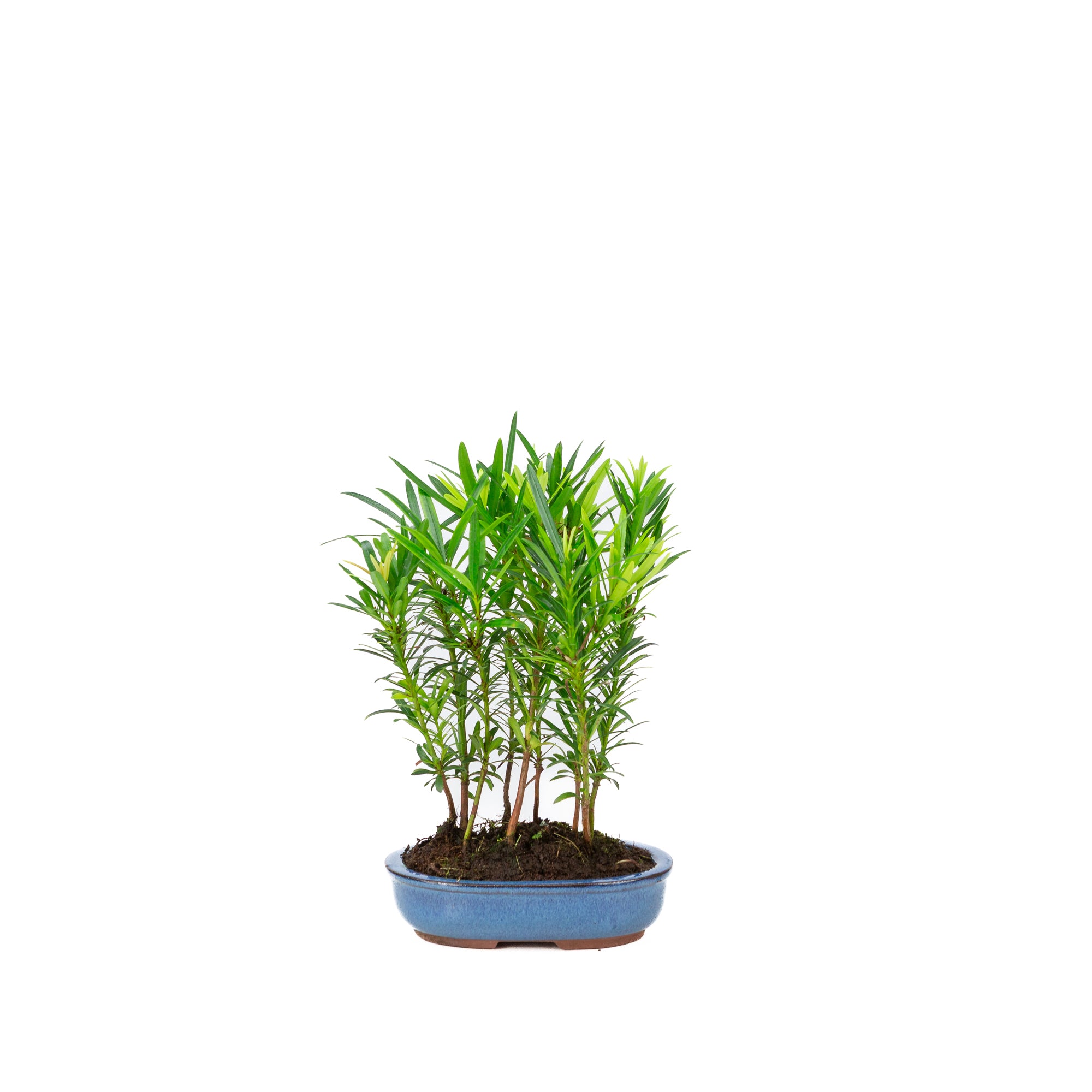 Podocarpus macrophylla groupe pot ovale 15 cm, hauteur ~25 cm – Bonsai Shop