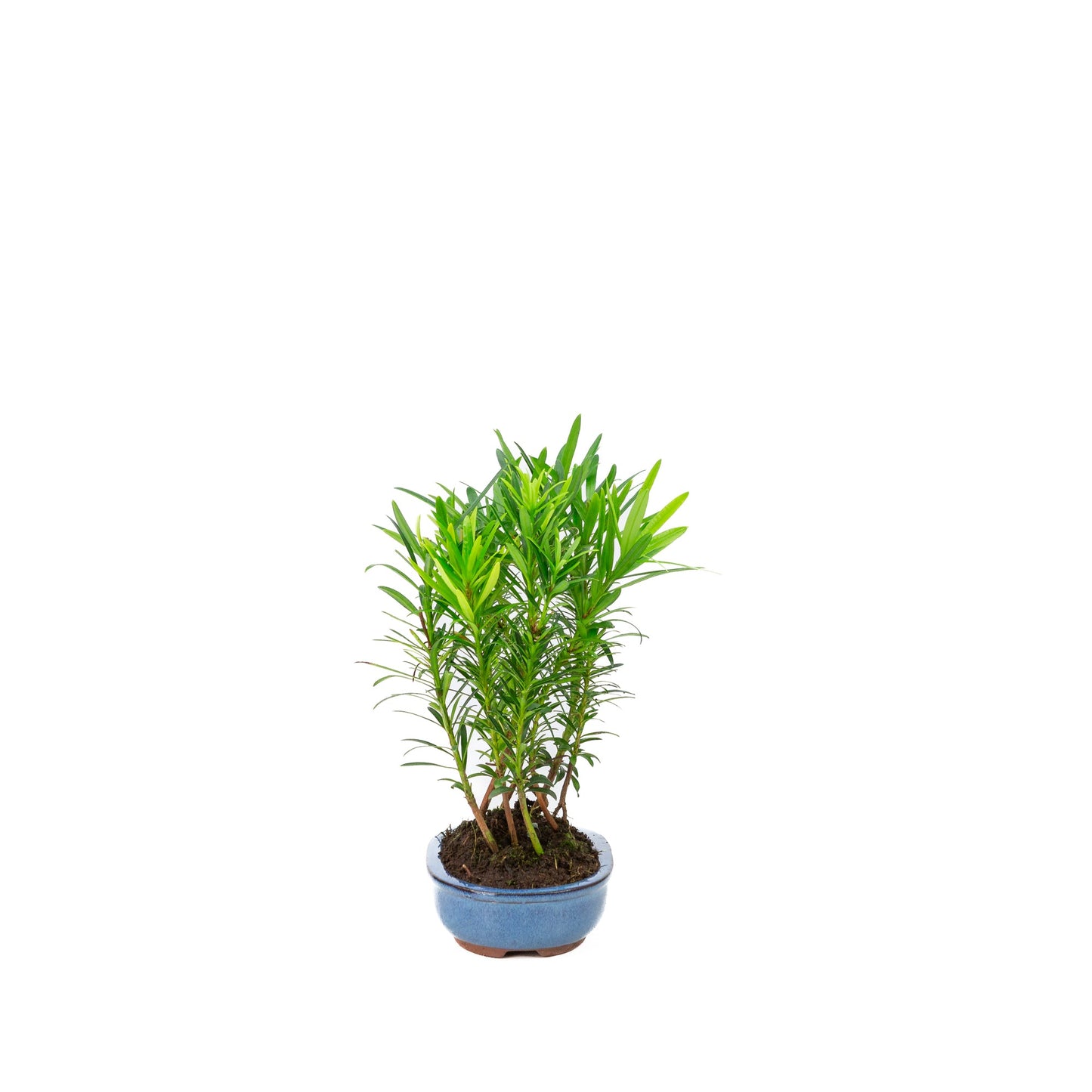 Podocarpus macrophylla groupe pot ovale 15 cm, hauteur ~25 cm