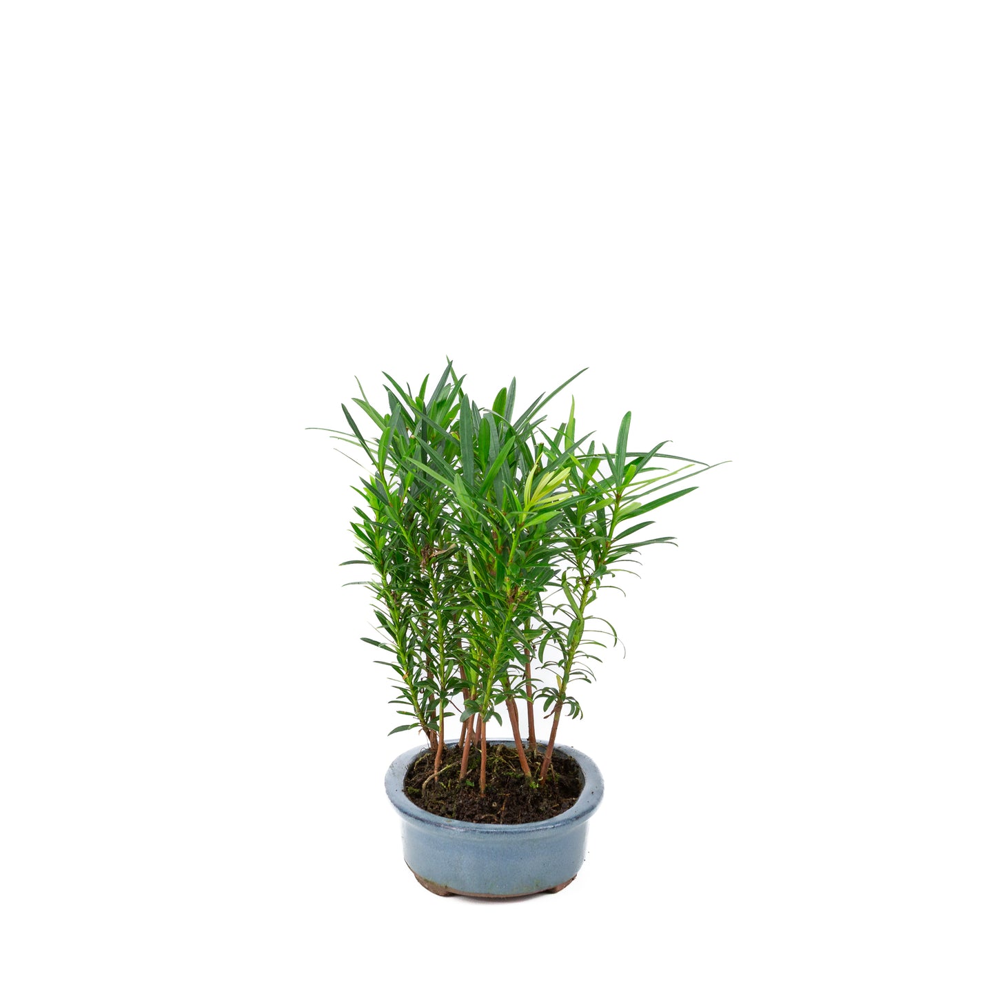 Podocarpus macrophylla groupe pot ovale 20 cm, hauteur ~35 cm