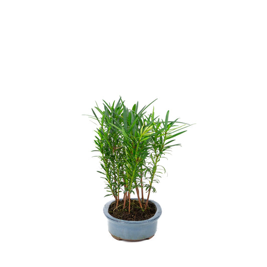 Podocarpus macrophylla groupe pot ovale 20 cm, hauteur ~35 cm