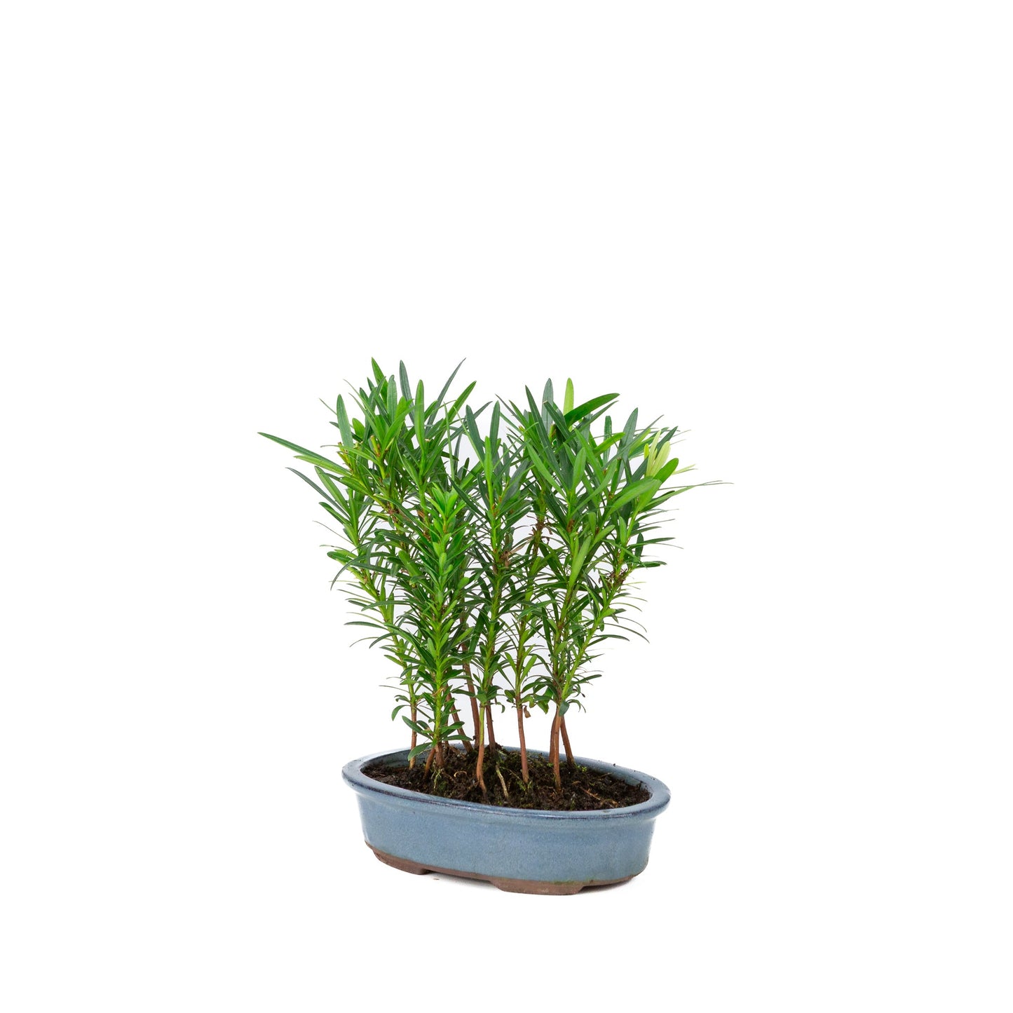 Podocarpus macrophylla groupe pot ovale 20 cm, hauteur ~35 cm