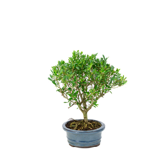 Ilex crenata Bonsaï en pot bleu 18 cm, hauteur ~25 cm