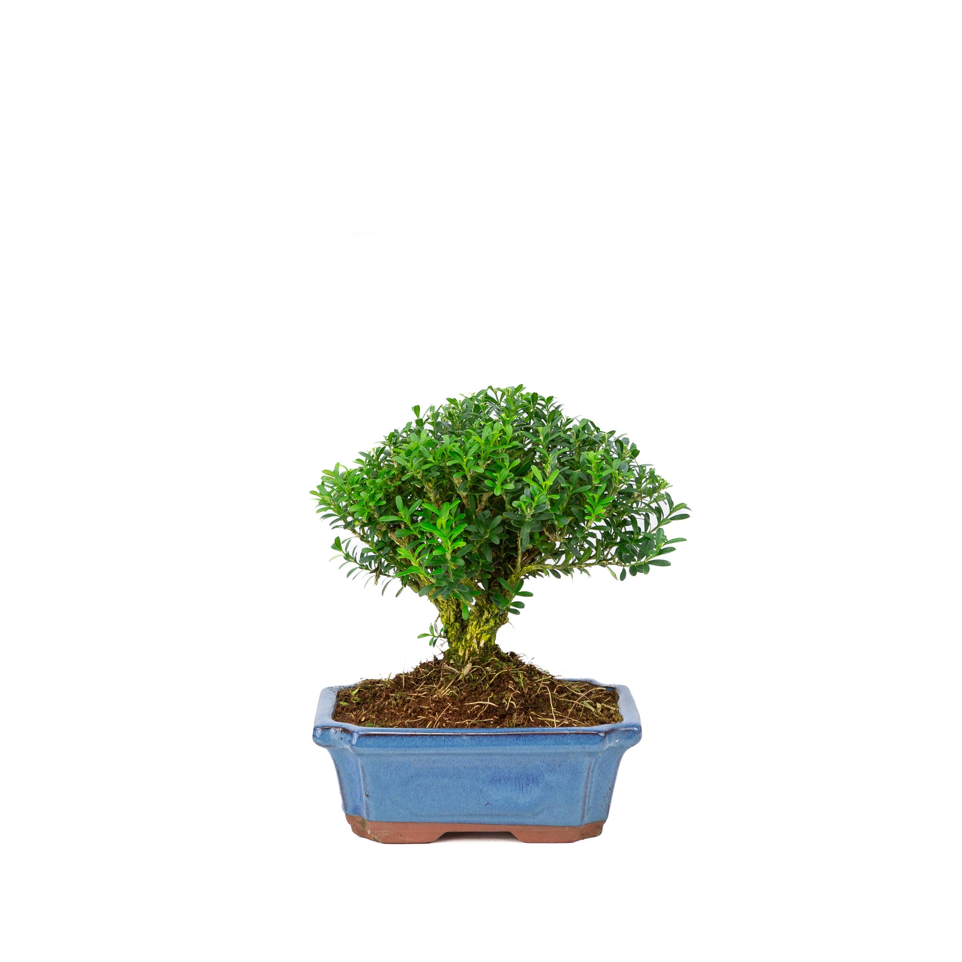 Buxus harlandii en forme de balai, pot bleu 19 cm, hauteur ~25 cm