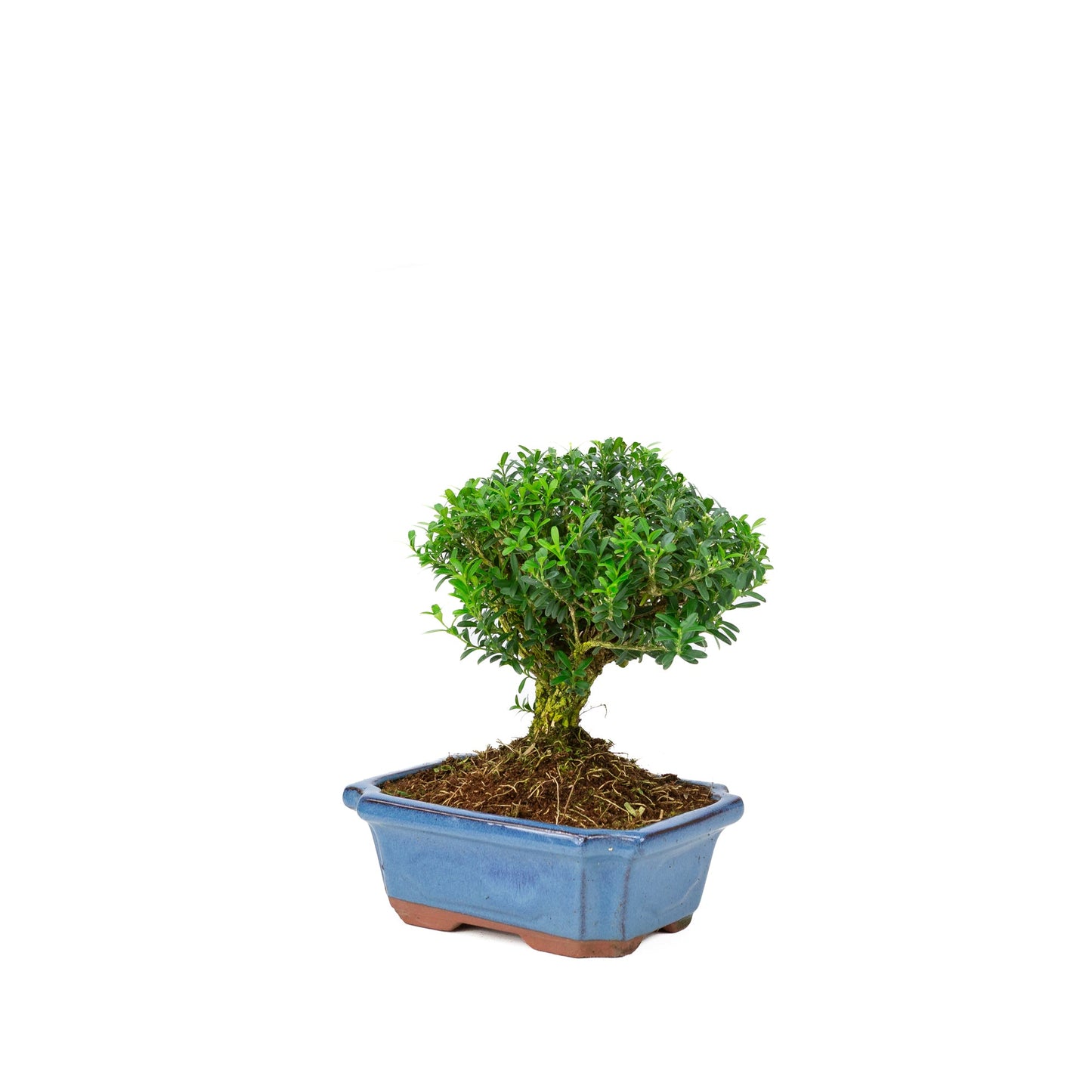 Buxus harlandii en forme de balai, pot bleu 19 cm, hauteur ~25 cm