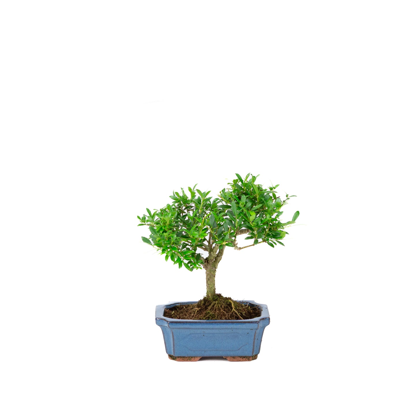 Ilex crenata pot rectangulaire bleu 15 cm, hauteur ~24 cm