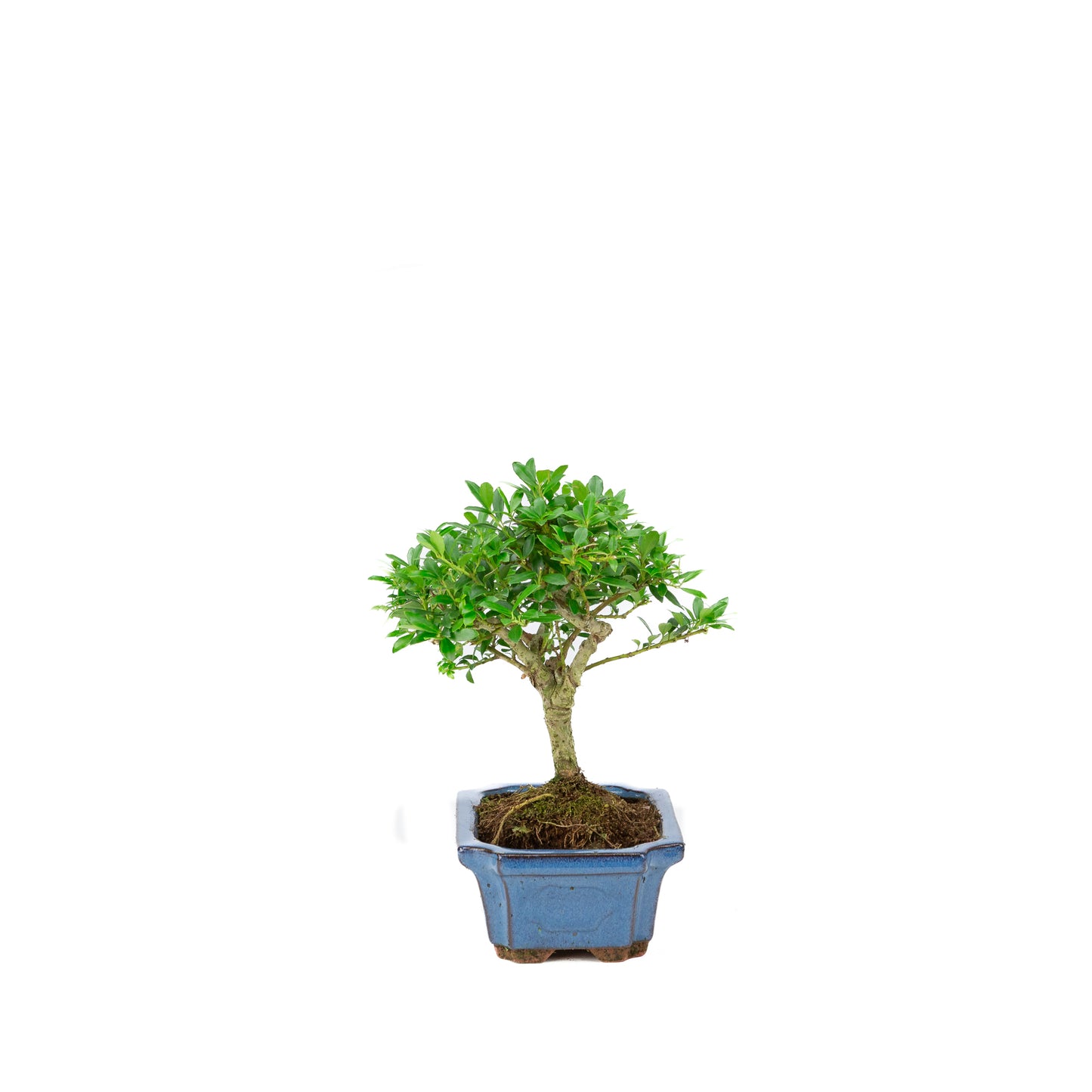 Ilex crenata pot rectangulaire bleu 15 cm, hauteur ~24 cm