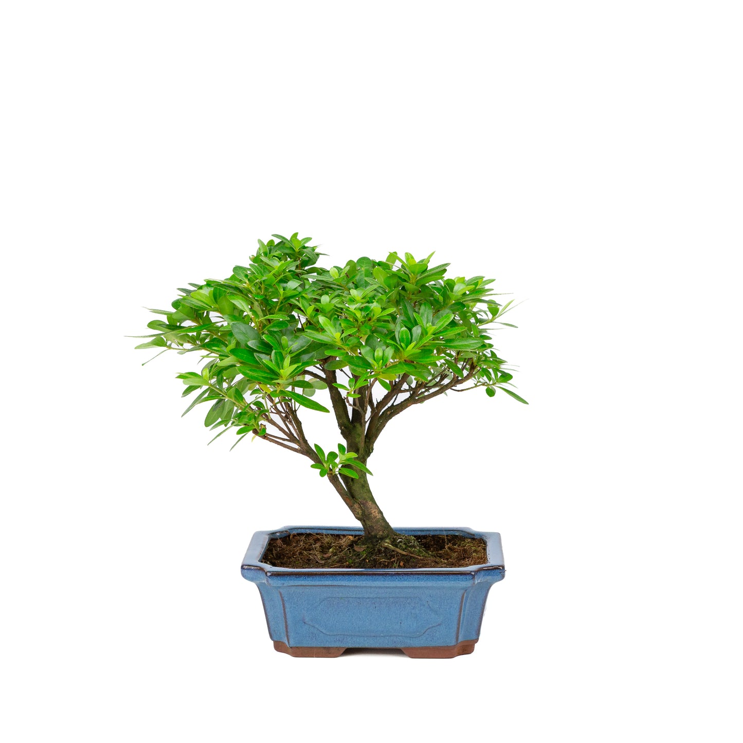 Rhododendron indicum en forme de balai, pot bleu 18 cm, hauteur ~36 cm