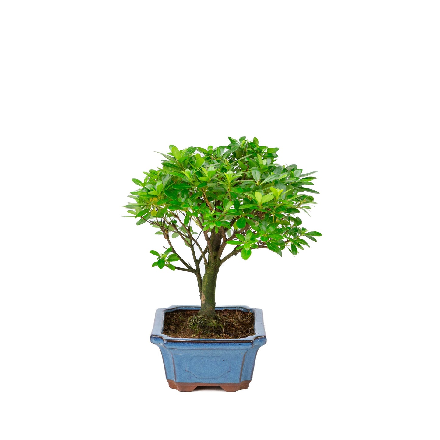 Rhododendron indicum pot bleu en forme de balai 18 cm, hauteur ~36 cm