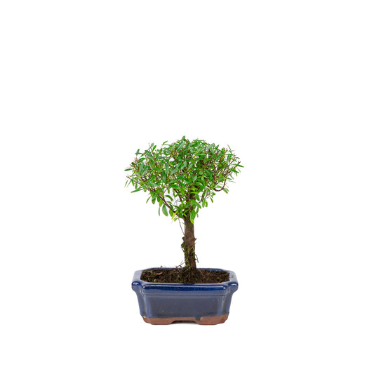 Syzygium buxifolium pot bleu 15 cm, hauteur ~25 cm