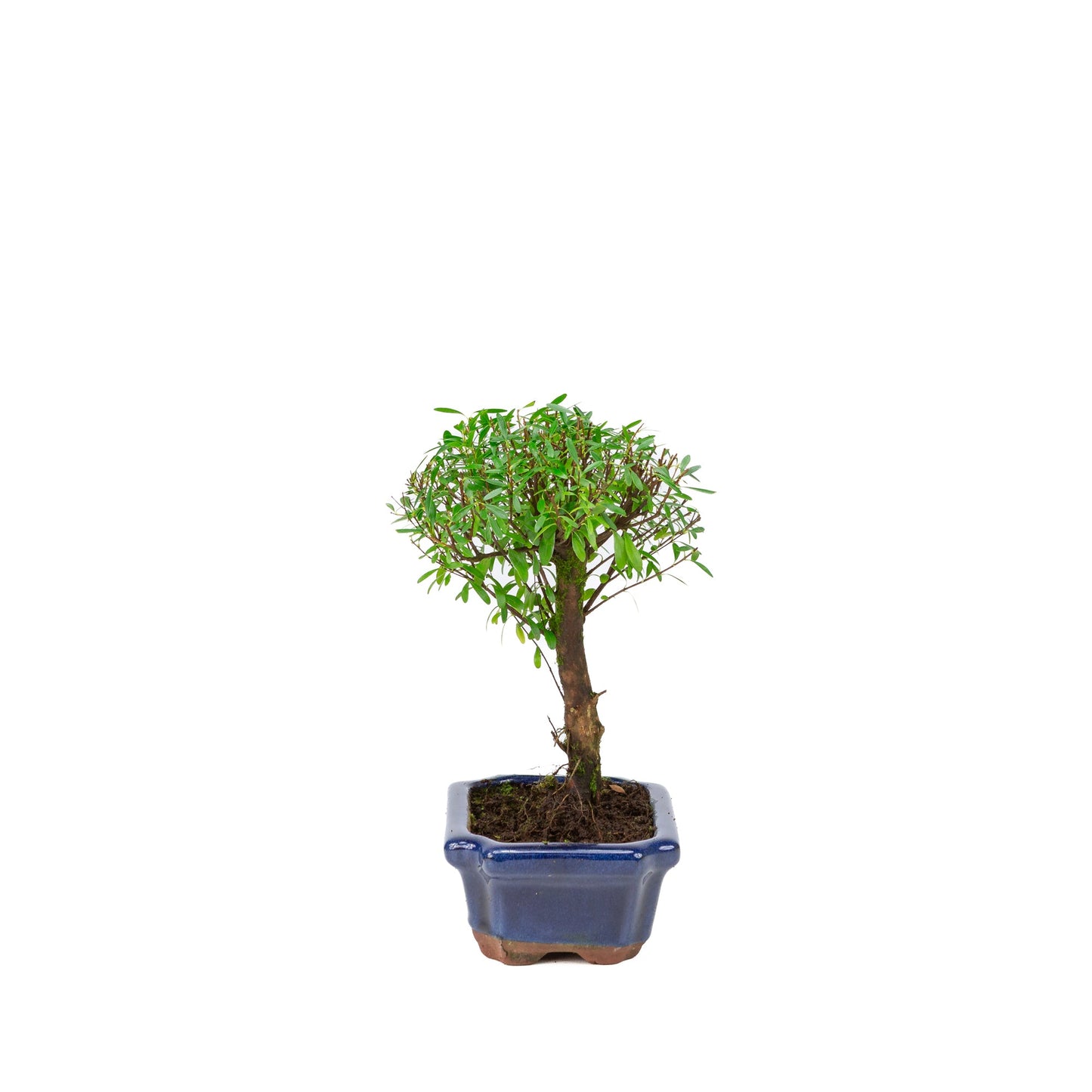 Syzygium buxifolium pot bleu 15 cm, hauteur ~25 cm