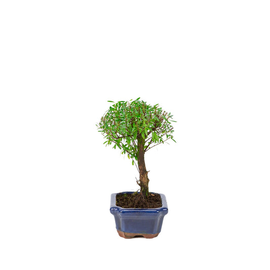 Syzygium buxifolium pot bleu 15 cm, hauteur ~25 cm