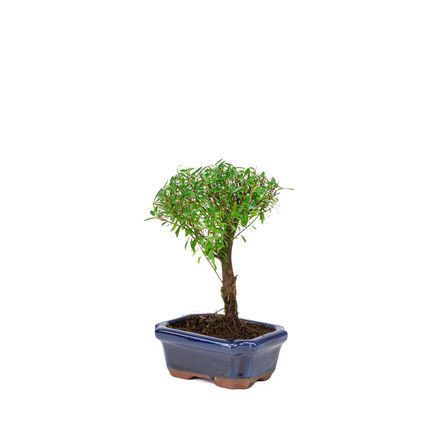Syzygium buxifolium pot bleu 15 cm, hauteur ~25 cm