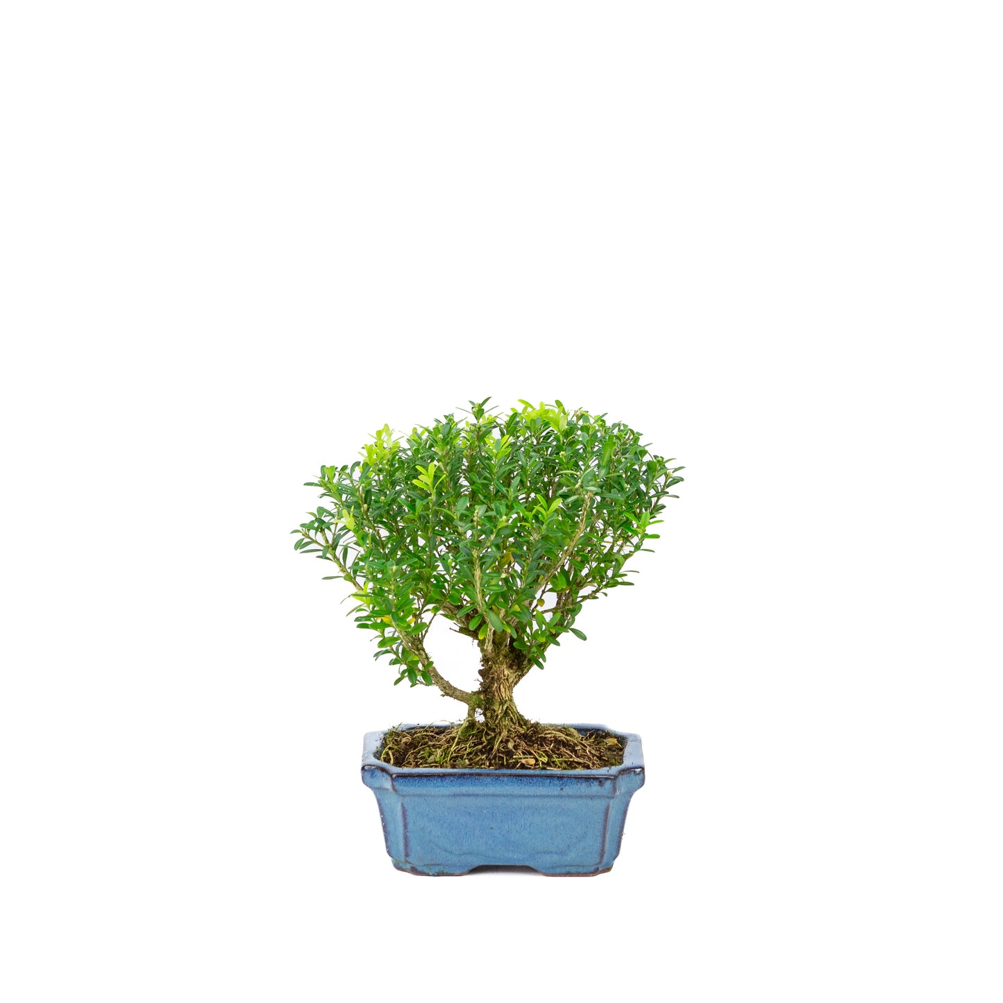 Buxus harlandii en forme de balai, pot bleu de 15 cm, hauteur ~22 cm