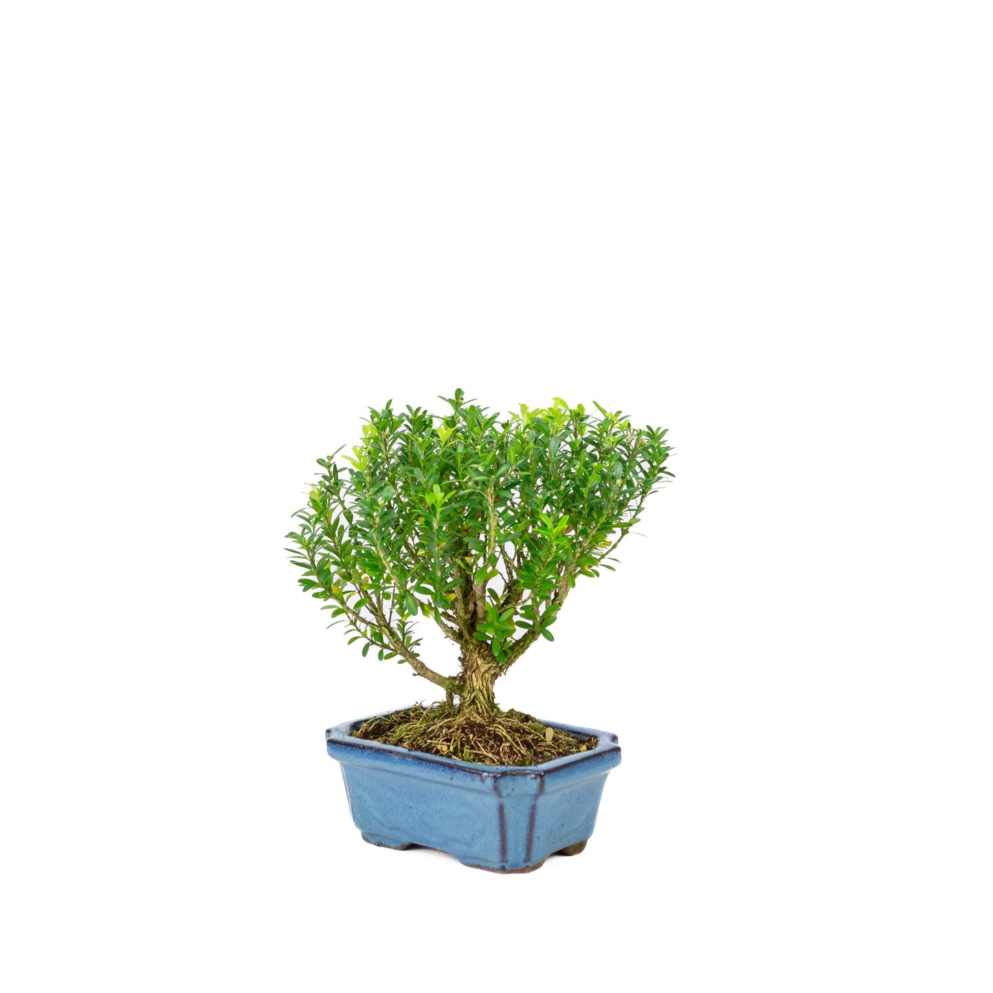Buxus harlandii en forme de balai, pot bleu de 15 cm, hauteur ~22 cm