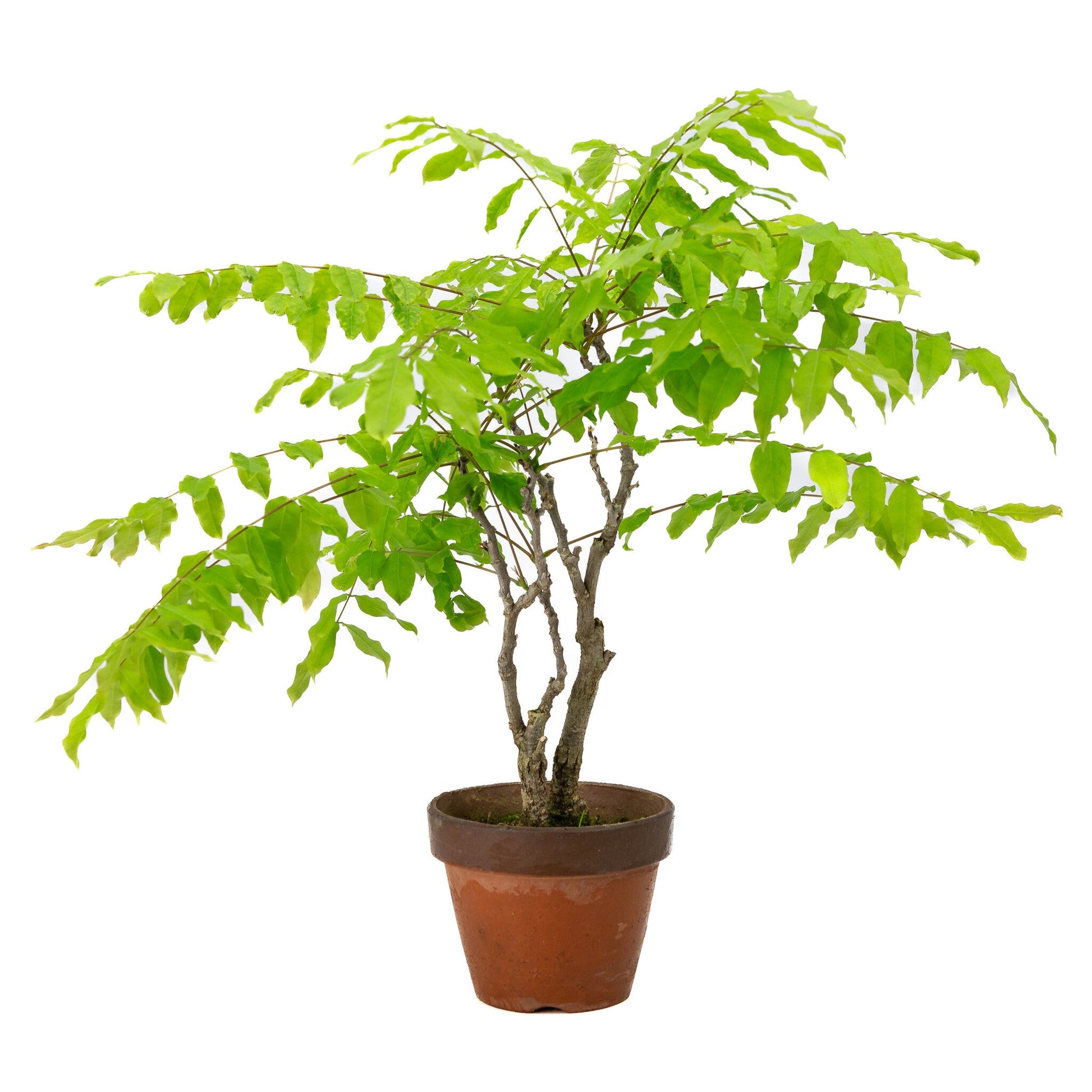 Bonsaï d'extérieur Wisteria floribunda pot en terre cuite 12 cm, hauteur ~ 44 cm