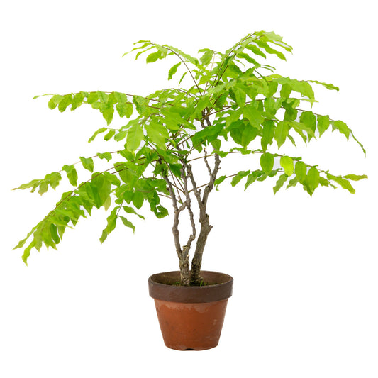 Bonsaï d'extérieur Wisteria floribunda pot en terre cuite 12 cm, hauteur ~ 44 cm