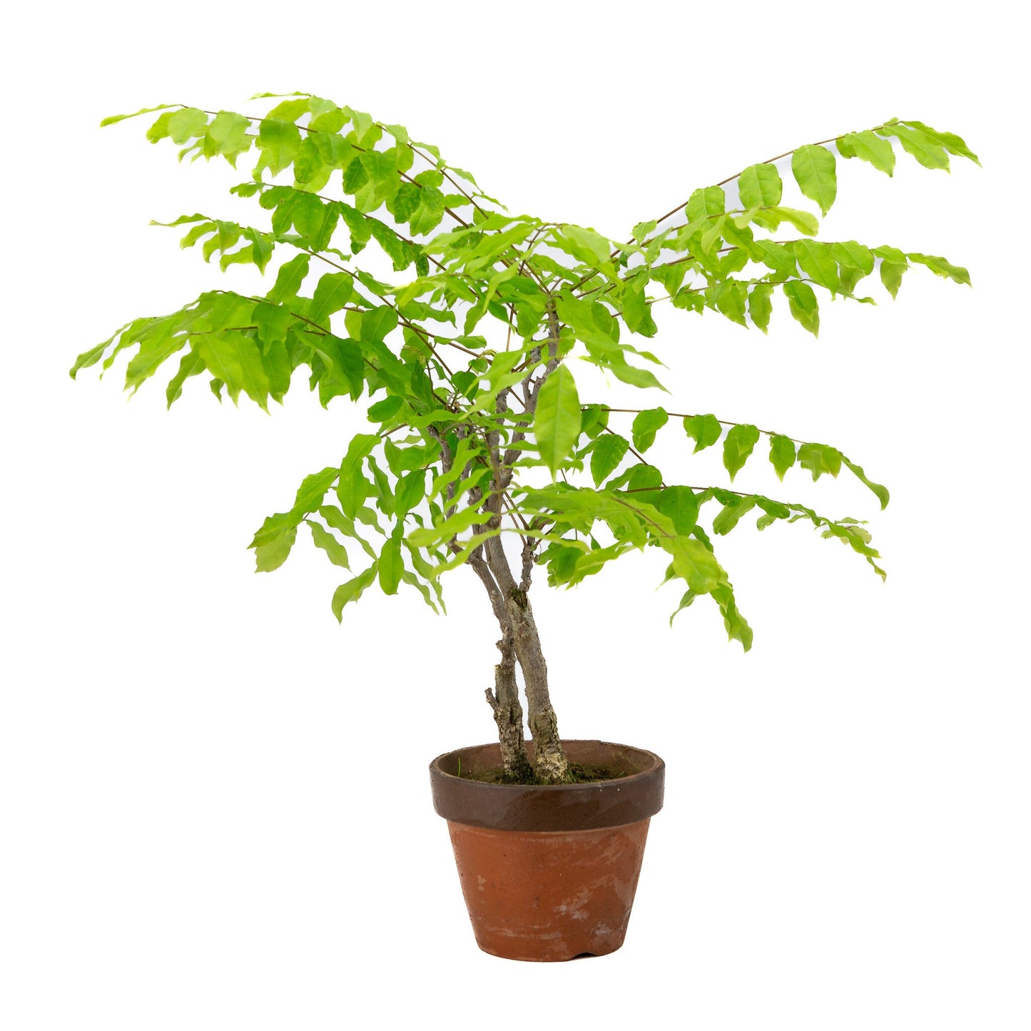 Bonsaï d'extérieur Wisteria floribunda pot en terre cuite 12 cm, hauteur ~ 44 cm