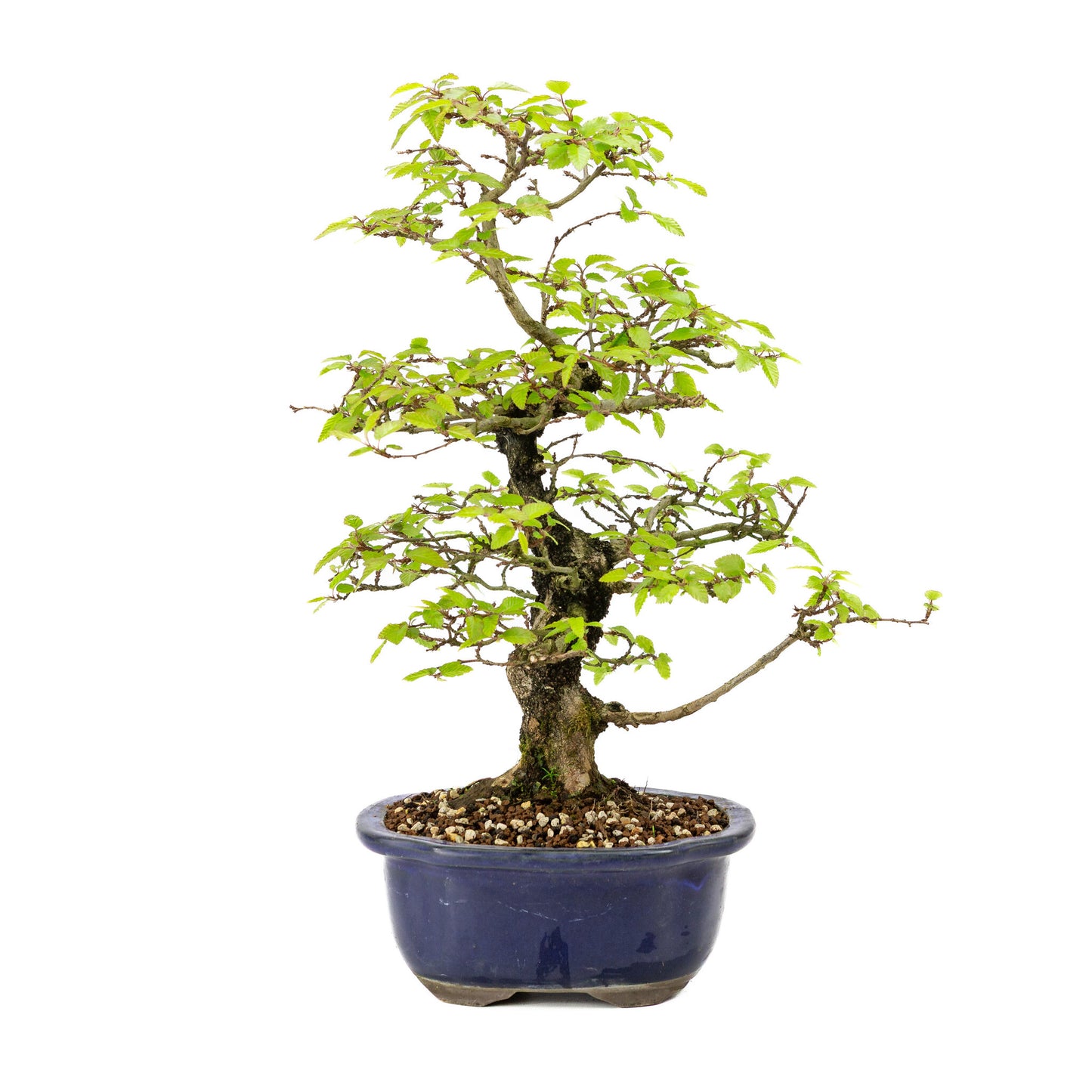 Bonsaï d'extérieur Carpinus turczaninowii bleu, pot Mokko 20 cm, hauteur ~48 cm