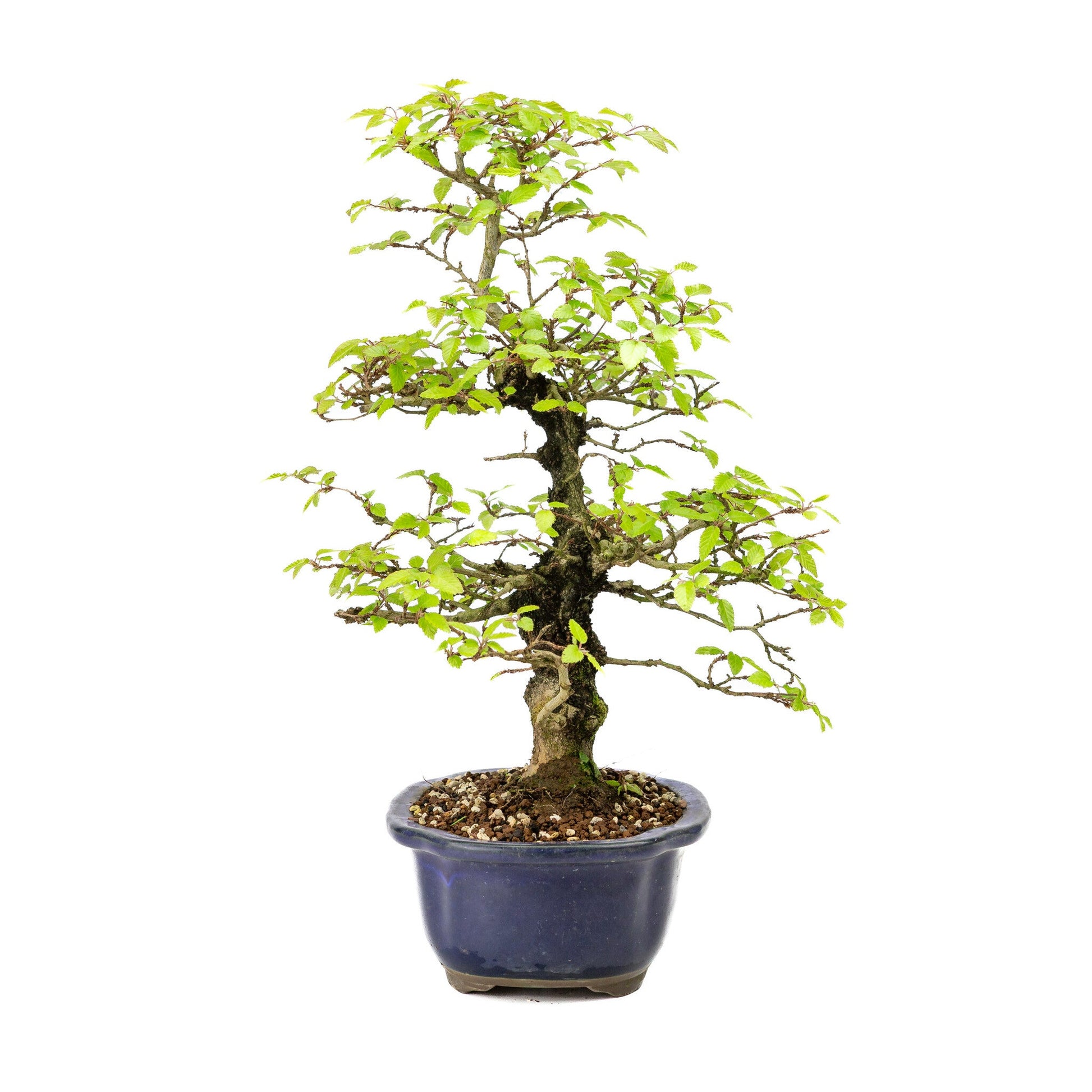 Bonsaï d'extérieur Carpinus turczaninowii pot Mokko bleu 20 cm, hauteur ~48 cm
