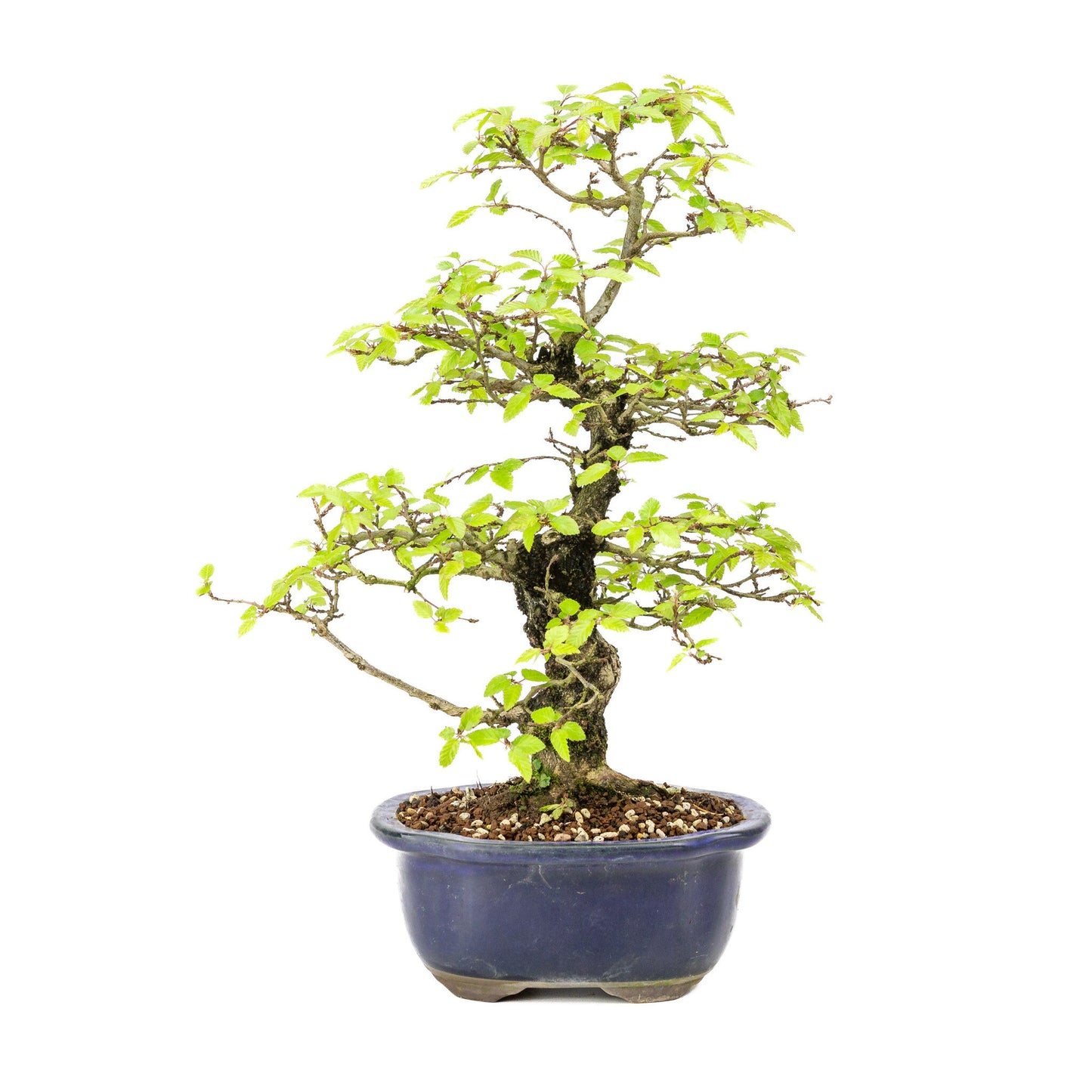 Bonsaï d'extérieur Carpinus turczaninowii pot Mokko bleu 20 cm, hauteur ~48 cm