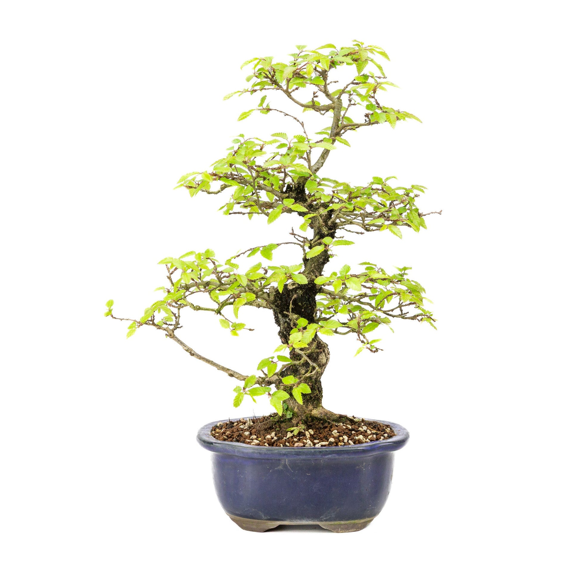 Bonsaï d'extérieur Carpinus turczaninowii pot Mokko bleu 20 cm, hauteur ~48 cm