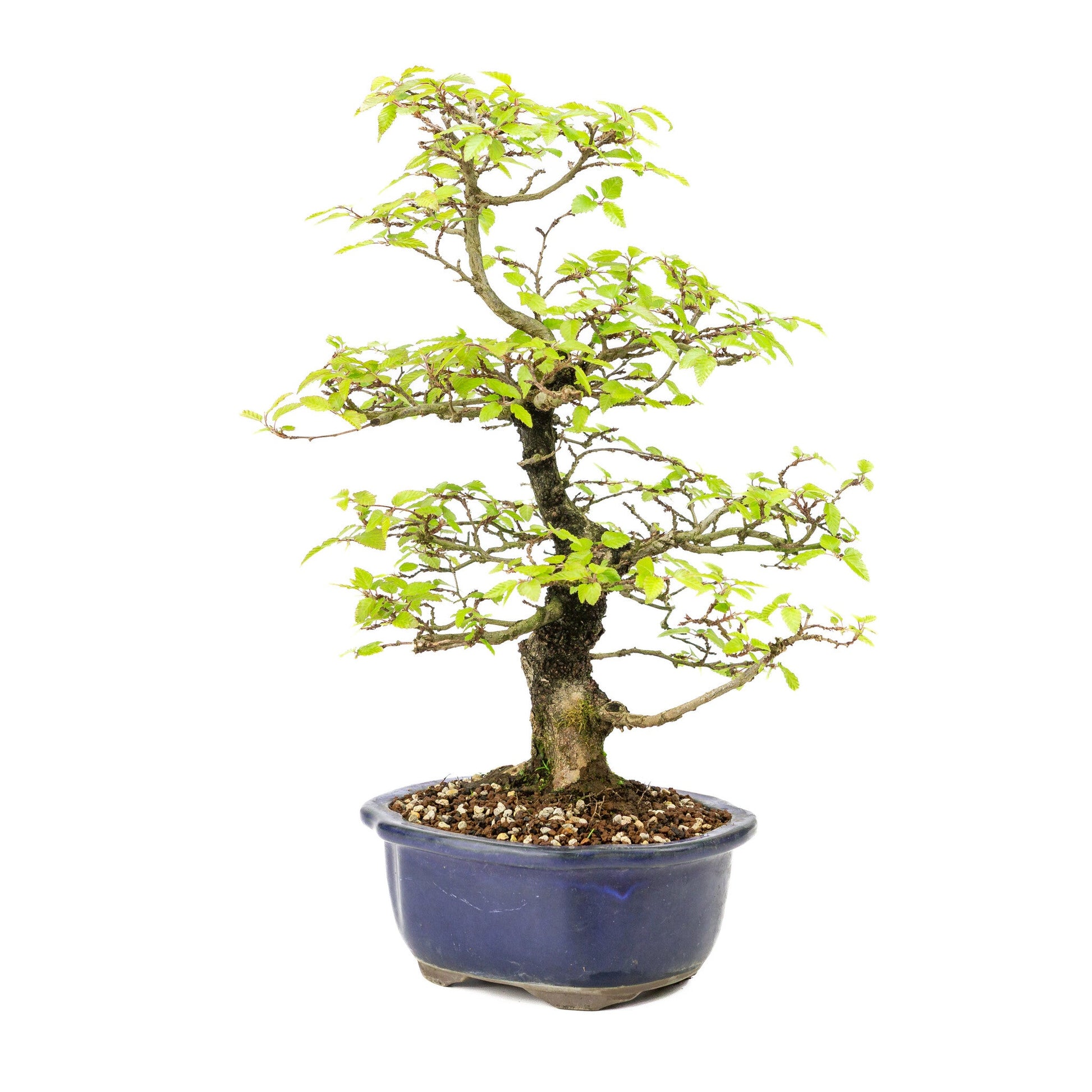 Bonsaï d'extérieur Carpinus turczaninowii pot Mokko bleu 20 cm, hauteur ~48 cm