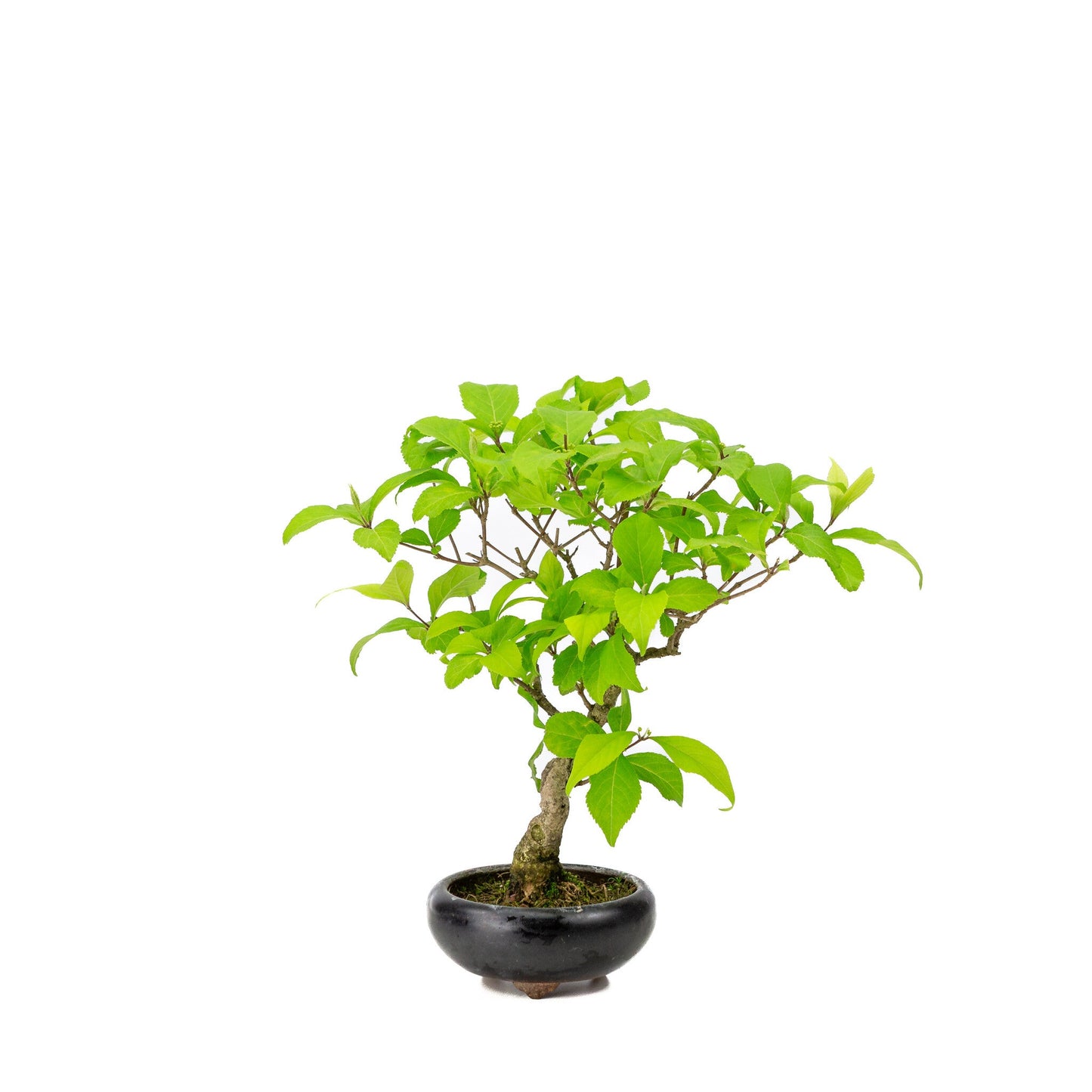 Bonsaï d'extérieur Callicarpa pot rond bleu 9 cm, hauteur ~25 cm