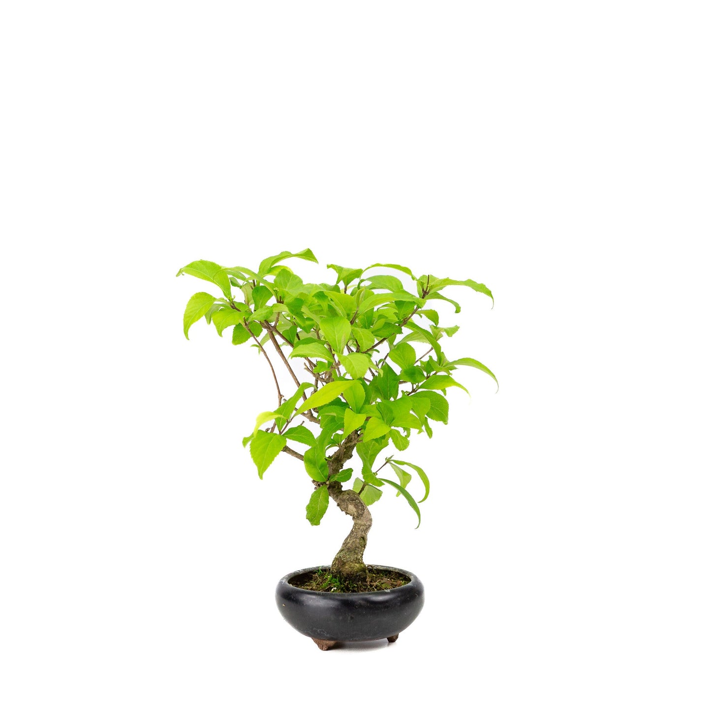 Bonsaï d'extérieur Callicarpa pot rond bleu 9 cm, hauteur ~25 cm