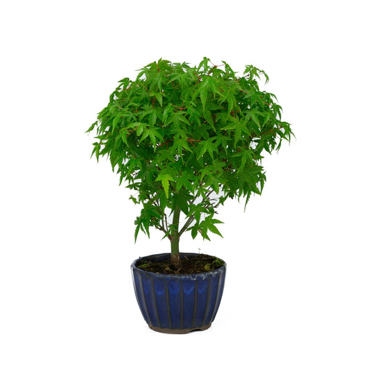 Bonsaï d'extérieur Acer palmatum « Kiyohime » pot rond bleu 10 cm, hauteur ~26 cm