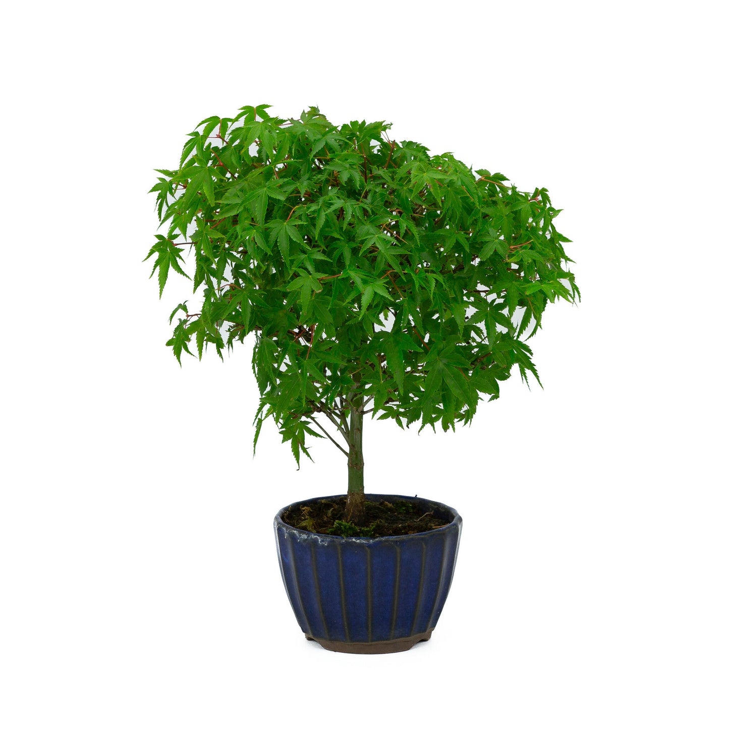 Bonsaï d'extérieur Acer palmatum « Kiyohime » pot rond bleu 10 cm, hauteur ~26 cm