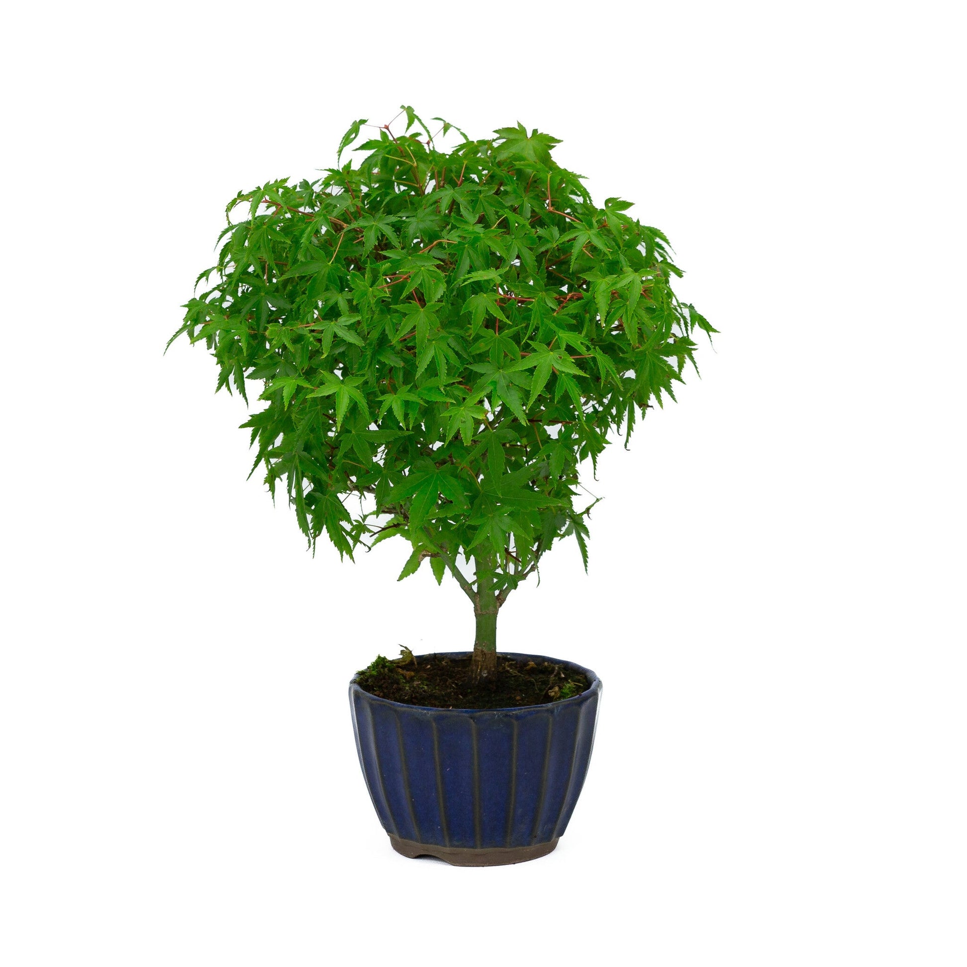 Bonsaï d'extérieur Acer palmatum « Kiyohime » pot rond bleu 10 cm, hauteur ~26 cm