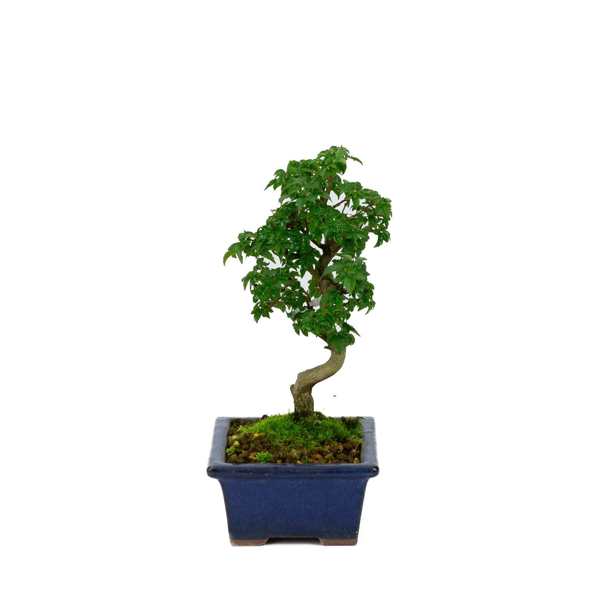Shohin Bonsaï Acer buergerianum pot rectangulaire bleu 13 cm, hauteur ~24 cm