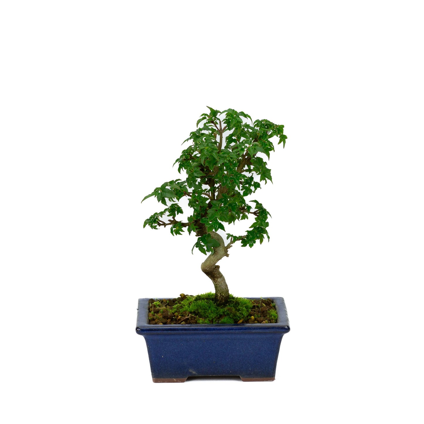 Shohin Bonsaï Acer buergerianum pot rectangulaire bleu 13 cm, hauteur ~24 cm
