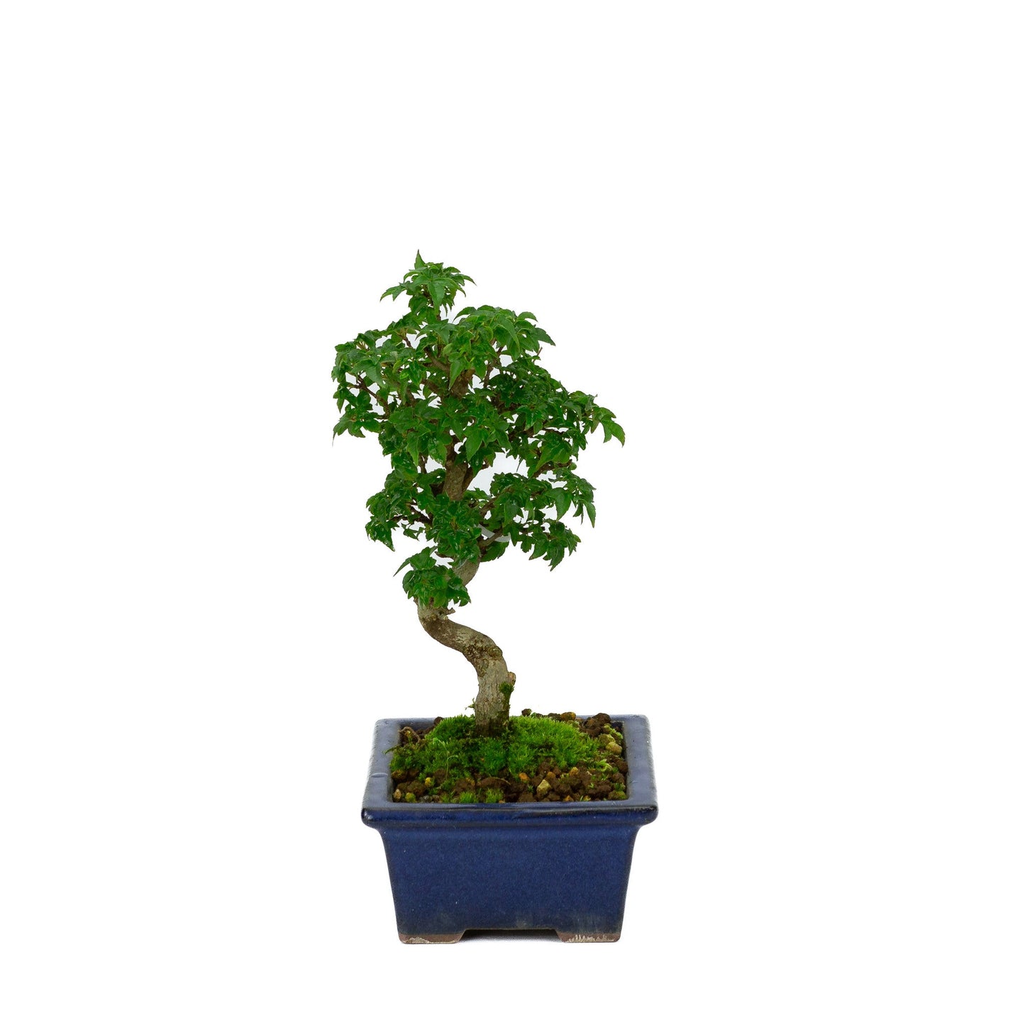 Shohin Bonsaï Acer buergerianum pot rectangulaire bleu 13 cm, hauteur ~24 cm