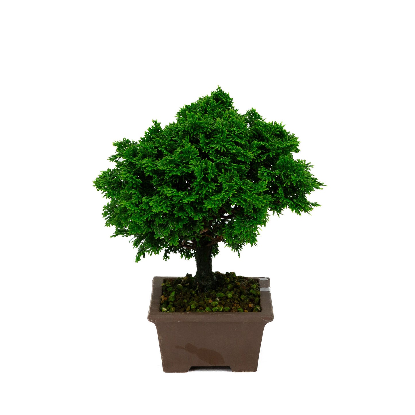 Chamaecyparis obtusa pot rectangulaire non émaillé 13 cm, hauteur ~23 cm