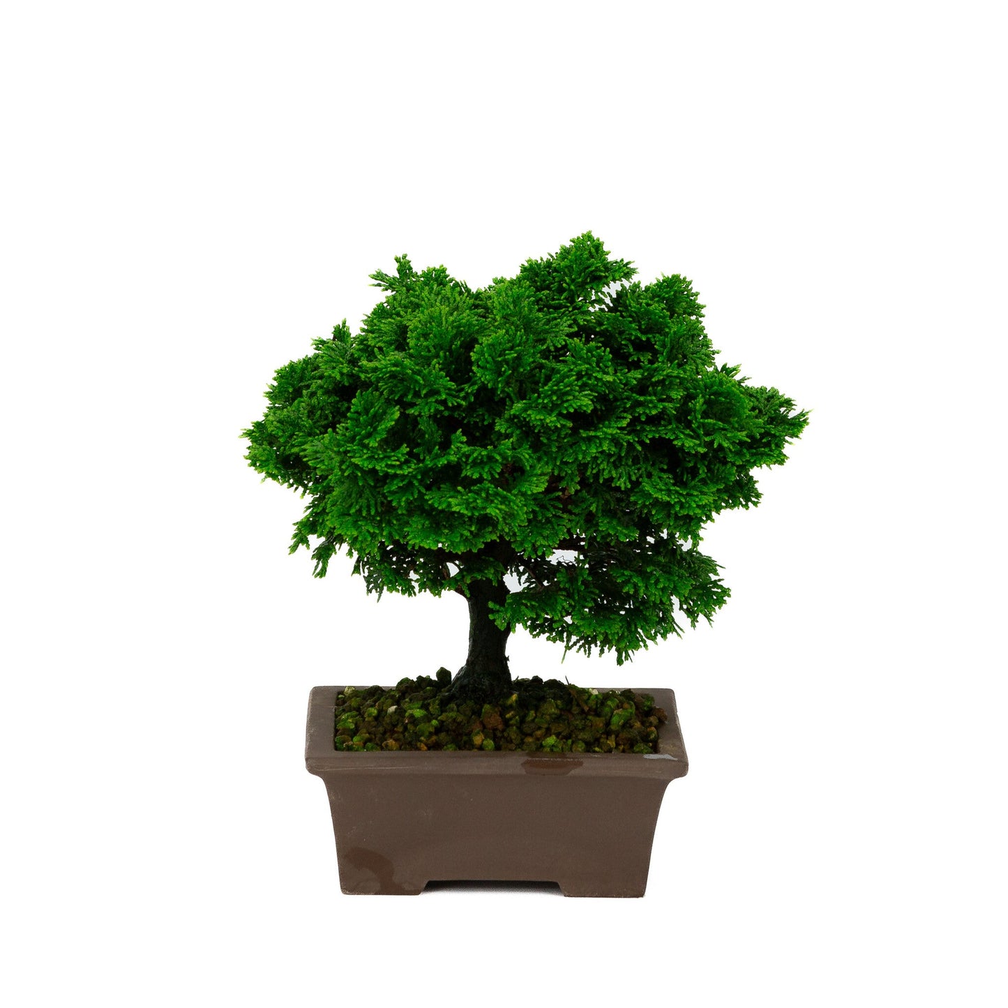 Chamaecyparis obtusa pot rectangulaire non émaillé 13 cm, hauteur ~23 cm