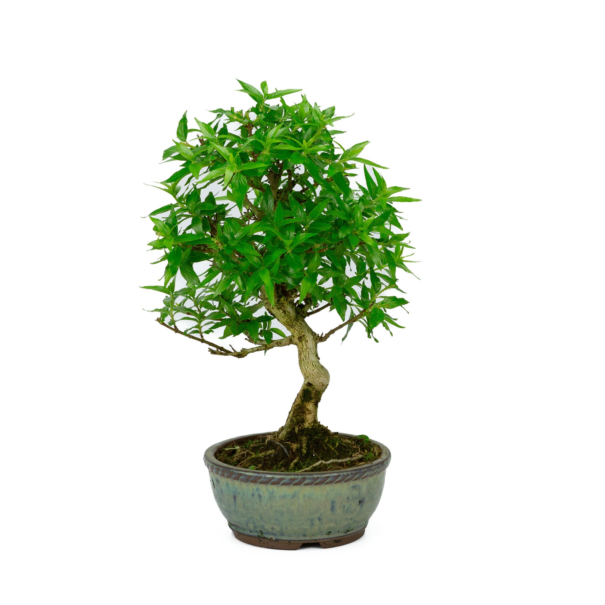 Asplenium bleu pour bonsaï d'extérieur, pot rond de 13 cm, hauteur ~30 cm