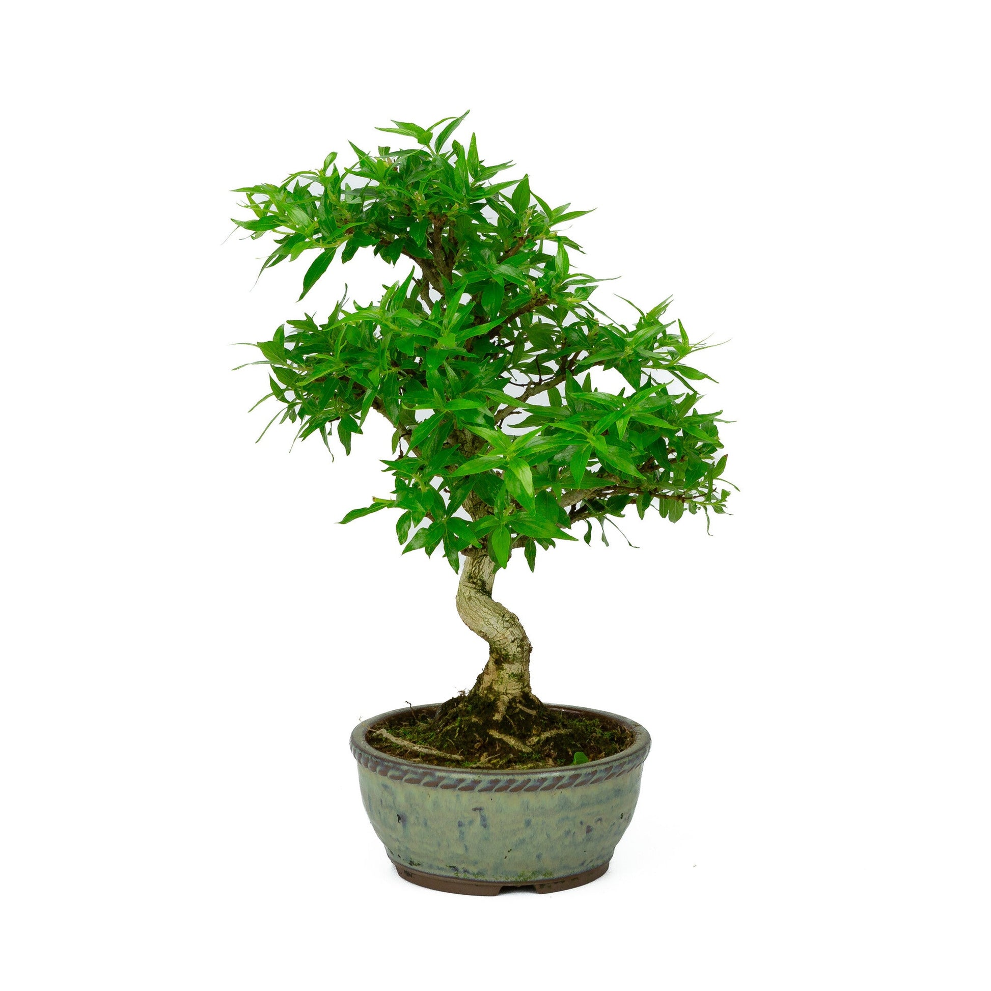 Bonsaï d'extérieur Asplenium pot rond bleu 13 cm, hauteur ~30 cm