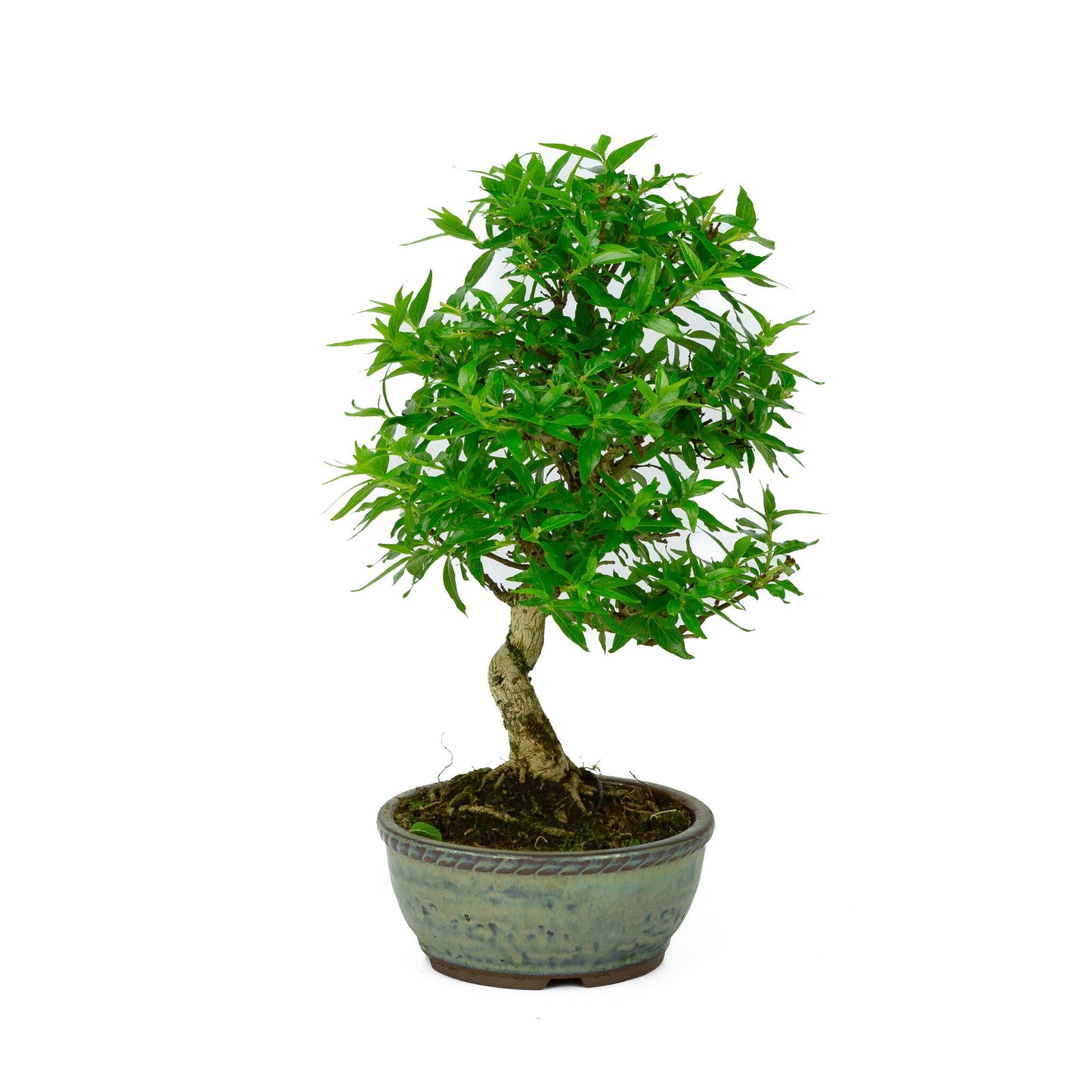 Bonsaï d'extérieur Asplenium pot rond bleu 13 cm, hauteur ~30 cm