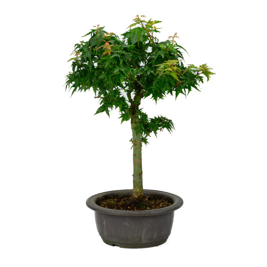 Bonsaï d'extérieur Acer palmatum 'Kotohime', pot en plastique de 18 cm, hauteur ~ 43 cm