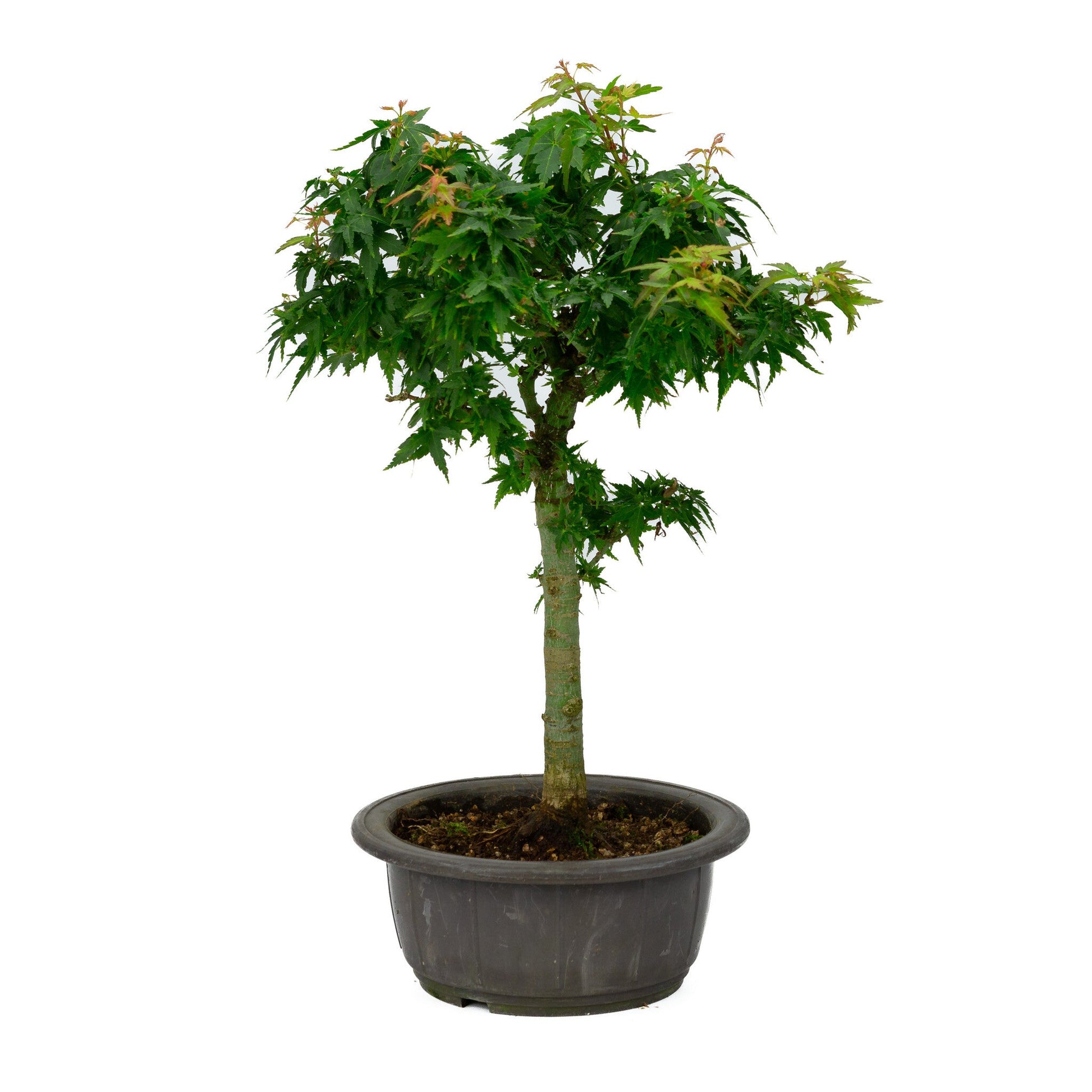 Bonsaï d'extérieur Acer palmatum « Kotohime » pot en plastique 18 cm, hauteur ~ 43 cm